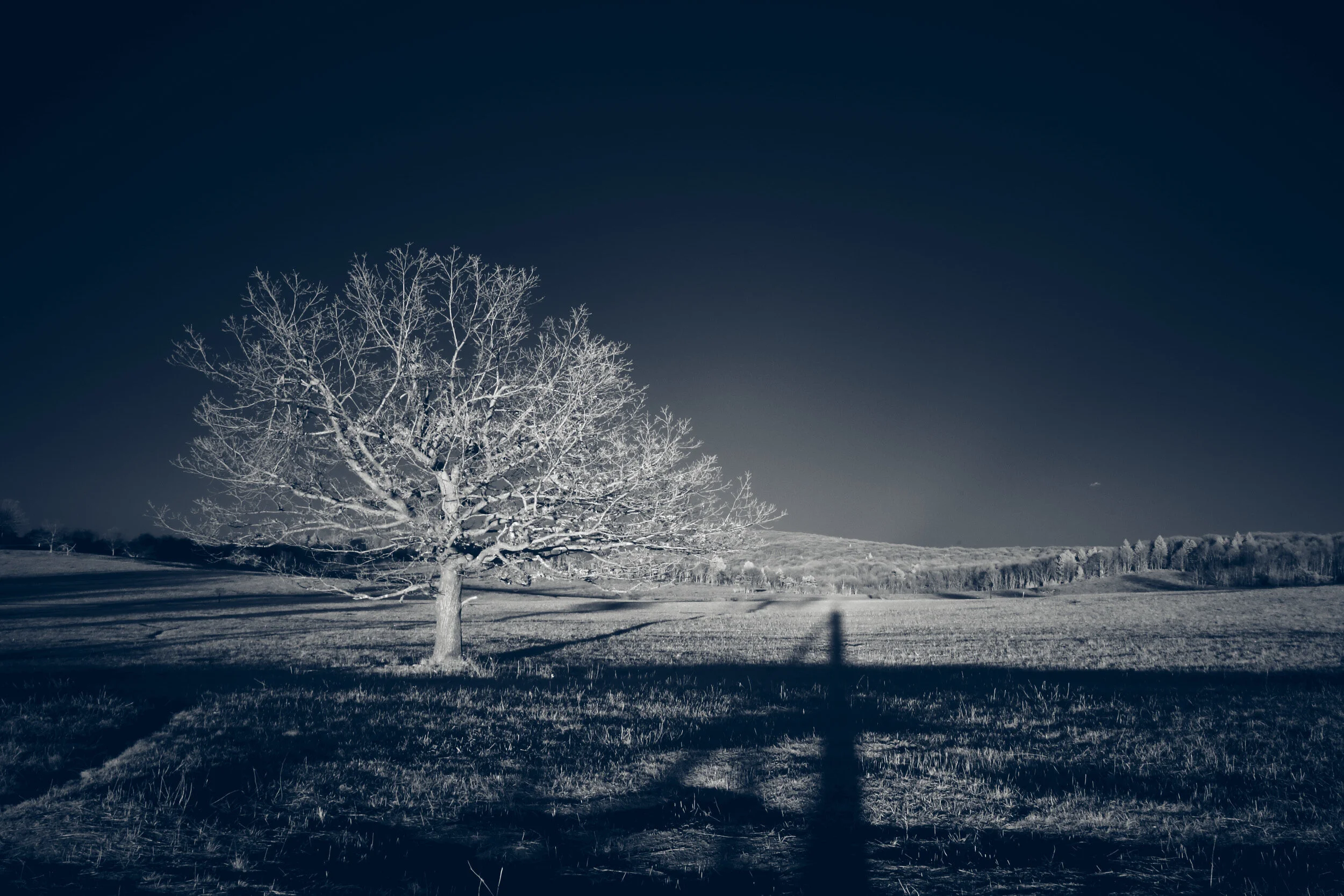 Mountain meadows and social distancing