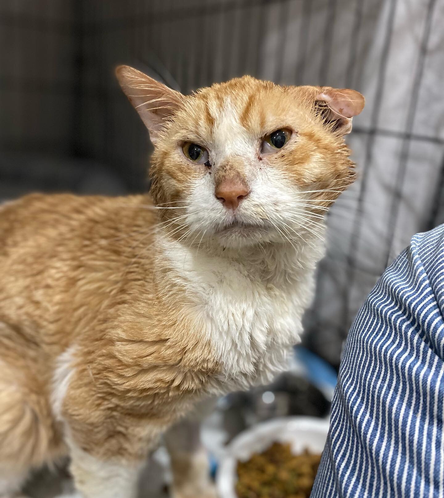 Roger is out of the hospital and needs a foster! 🎉🫶His home-care regimen  includes daily ear meds and subcutaneous fluids for his advanced kidney disease. As you can see - he is very easy to handle and loves any excuse to sit on a lap, even if it m