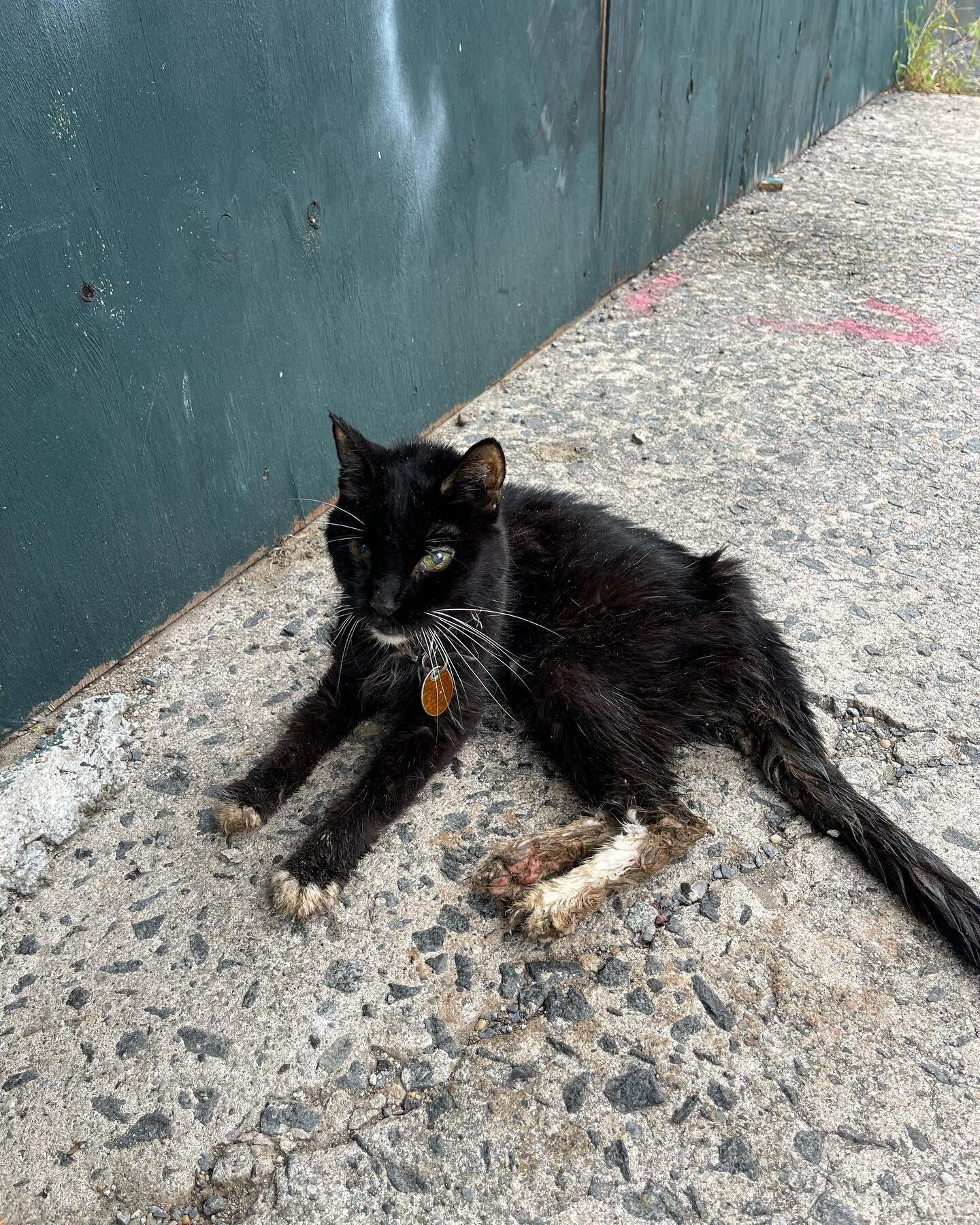 &ldquo;Hope&rdquo; was found this morning on Commercial Street in Greenpoint. Filthy and emaciated and clinging to life. He has tags but the owner is so far unreachable. Records show she is around 18 and was last seen by the vet in 2014. He is on the