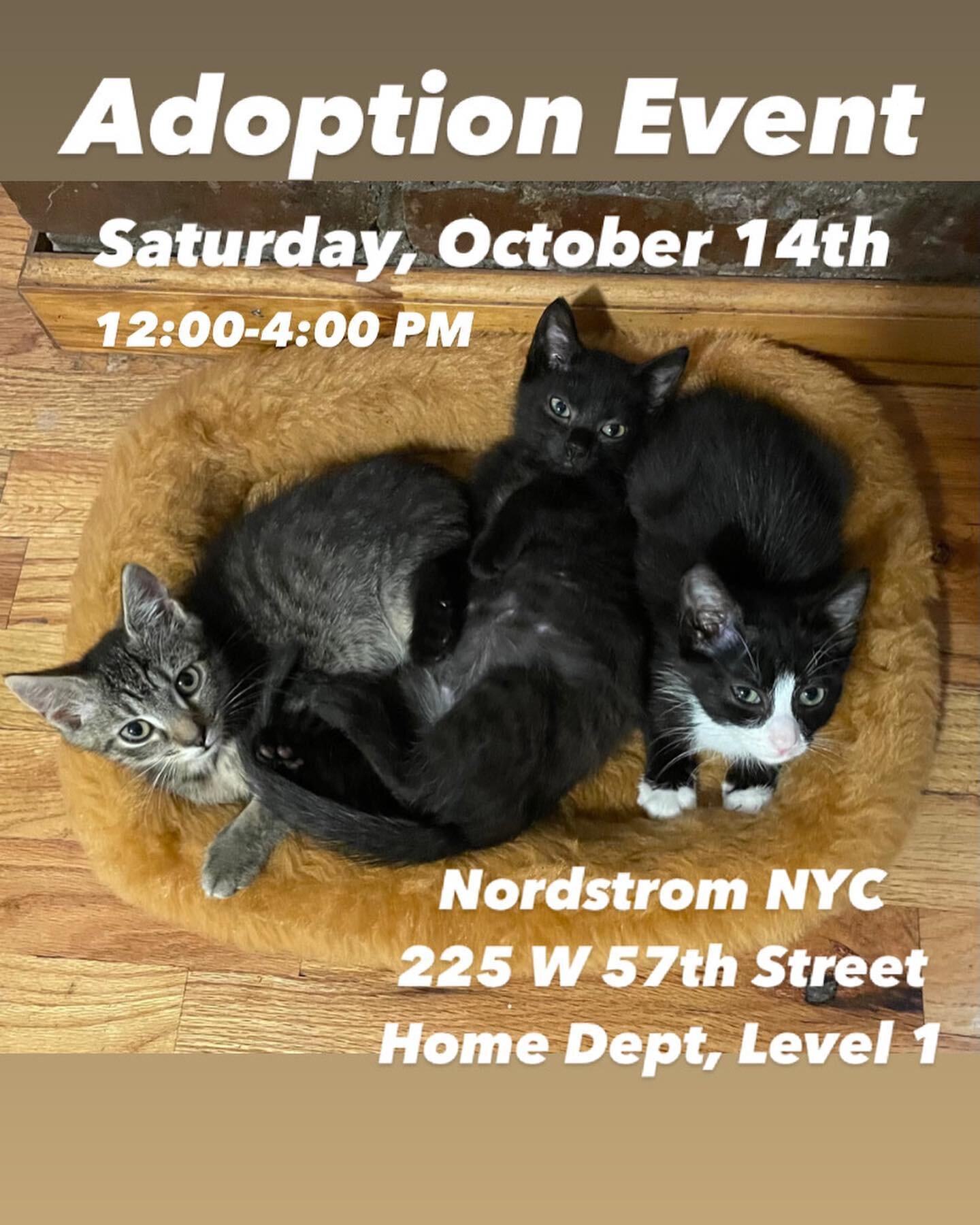 Meet us in Midtown Manhattan at tomorrow&rsquo;s ADOPTION EVENT with @brooklynkittycommittee and @nordstromnyc ! Featuring some of the summer&rsquo;s greatest rescue hits/kittens including The Mattress Kittens (pictured): Sealy, Serta and Casper. 
We