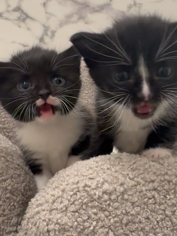 SPRING IS HERE &mdash; AND SO ARE KITTENS! FOSTERS AND FOOD &amp; SUPPLIES NEEDED! 🙏

It&rsquo;s only April, and we&rsquo;re already surrounded by the cries and chaos of kitten season.

Omelette and Patty Melt are weaning and SCREAMING for a foster 