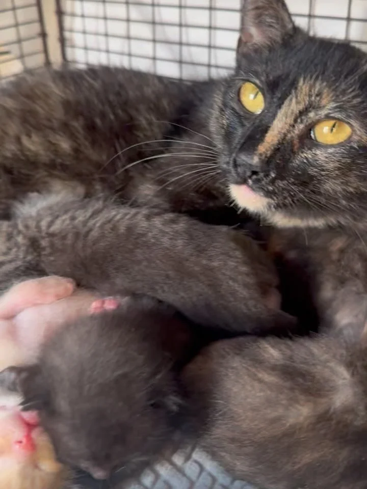 Tortie Tuesday Fundraiser ! 🧡🖤🧡🖤

Last Tuesday, we had one Tortie cat in our care.
Today, we have four and we need your help! 

One&mdash;Candy&mdash;is at the finish line after three months of recovery. She came to us in critical condition after