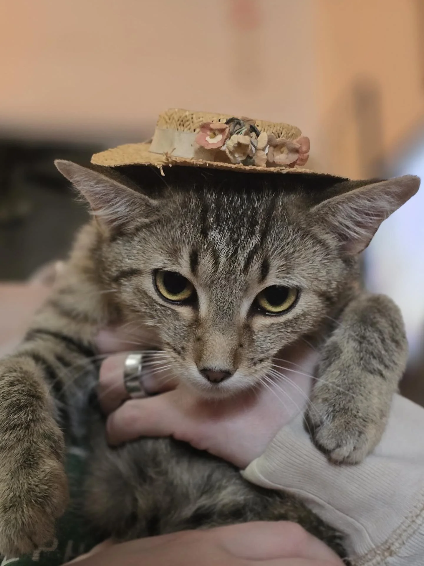 Broccoli Cheddar would like it known she supports the use of AI for holiday posts if it prevents indignities like being put in a silly doll hat. 🐣👒

Broccoli is around six months old and ready for adoption. She would prefer a home with a cat or kit