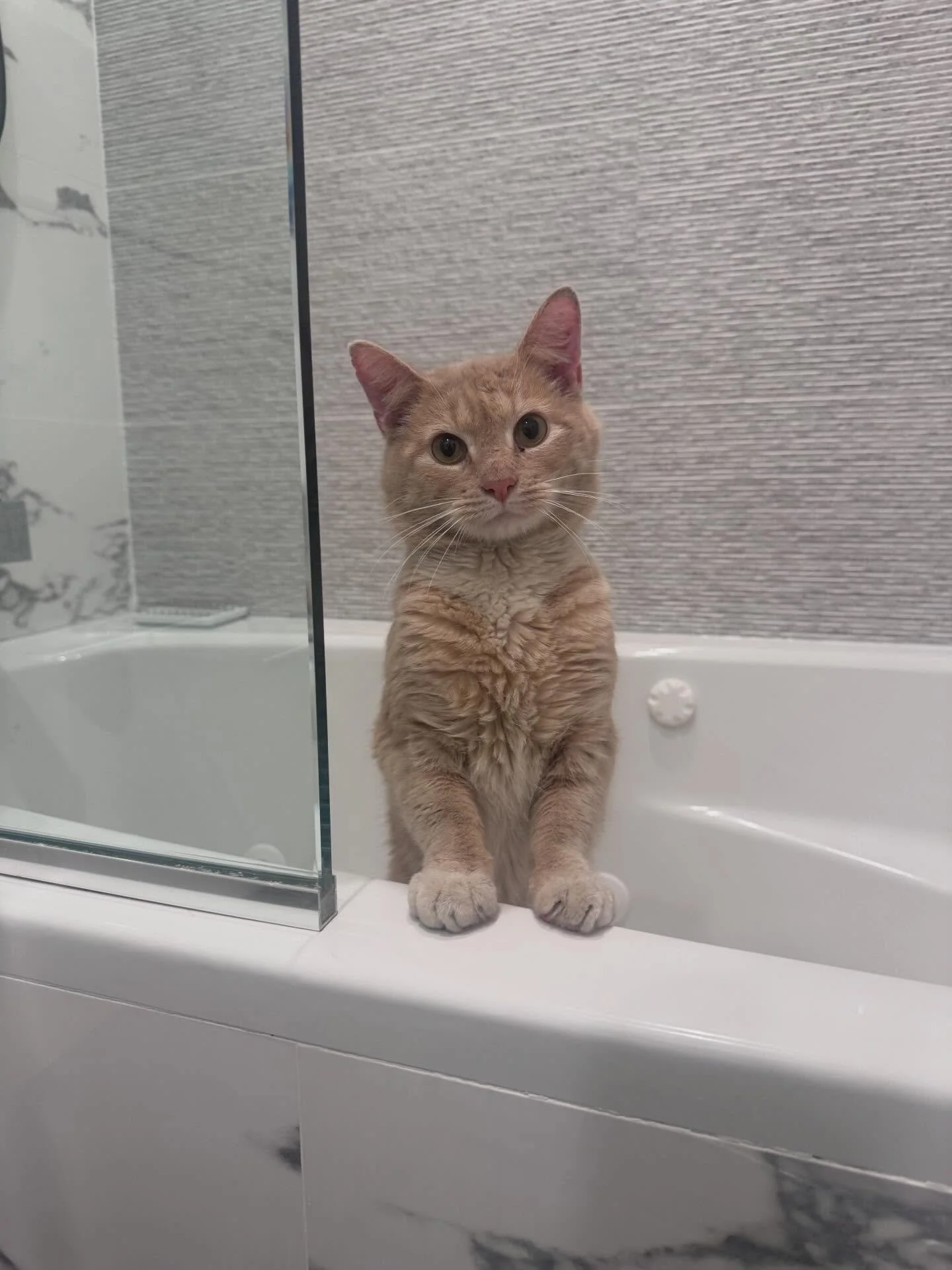 Clark needs a foster! 

These are photos from the night we rescued Clark (on Kent Street&hellip; get it? 🦸&zwj;♂️). What you see is an adorable adolescent cat. What you don&rsquo;t see is a cat who was quietly suffering &mdash; with a painful tail i