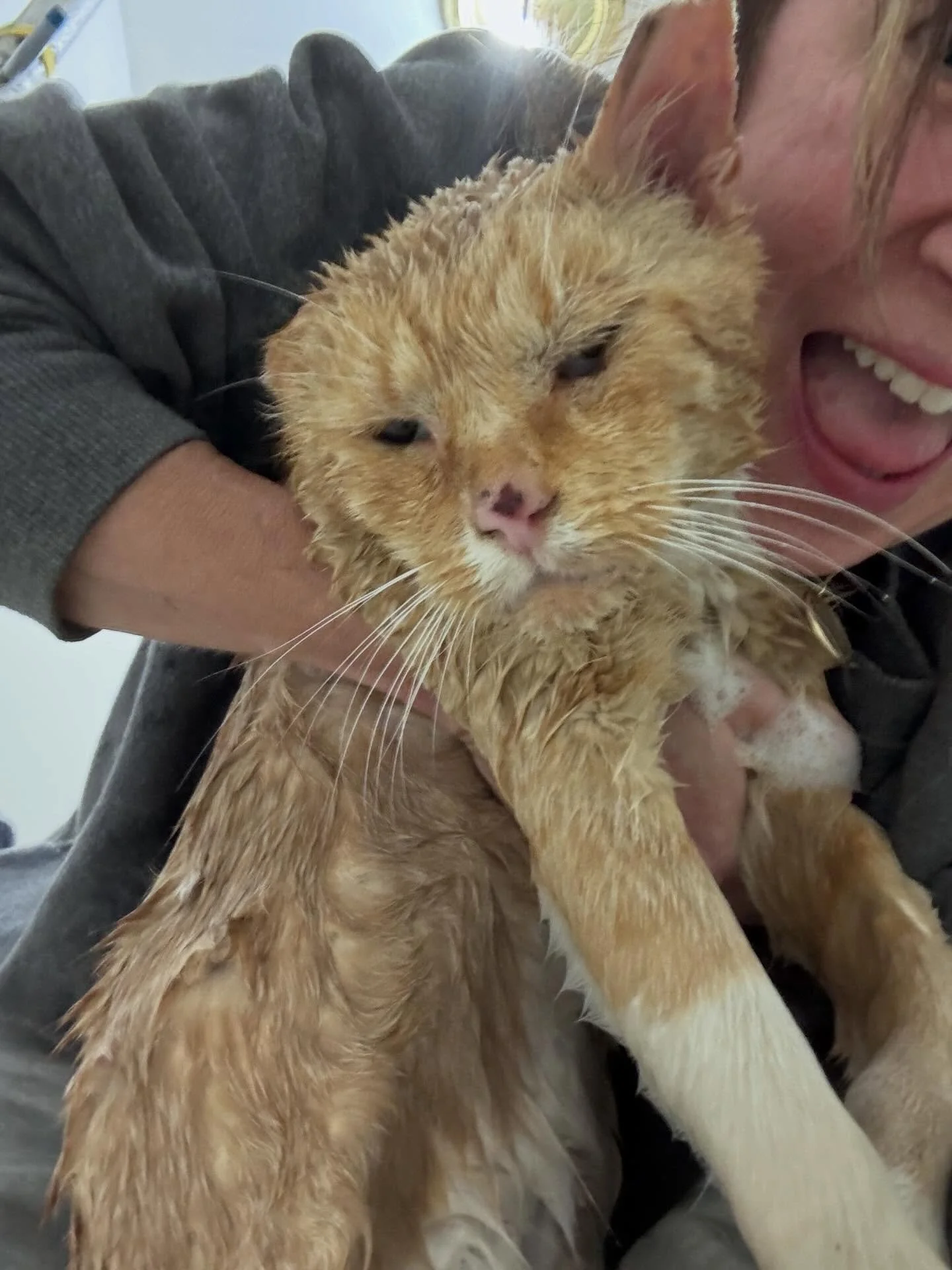 The face of a human who bathed a cat on her lunch break and the face of the cat who was bathed. 

Meet Frisco. He is around 13 years old and has 99 problems but dirty fur ain&rsquo;t one! The fleas are gone too and boy did he have a lot of fleas. It&