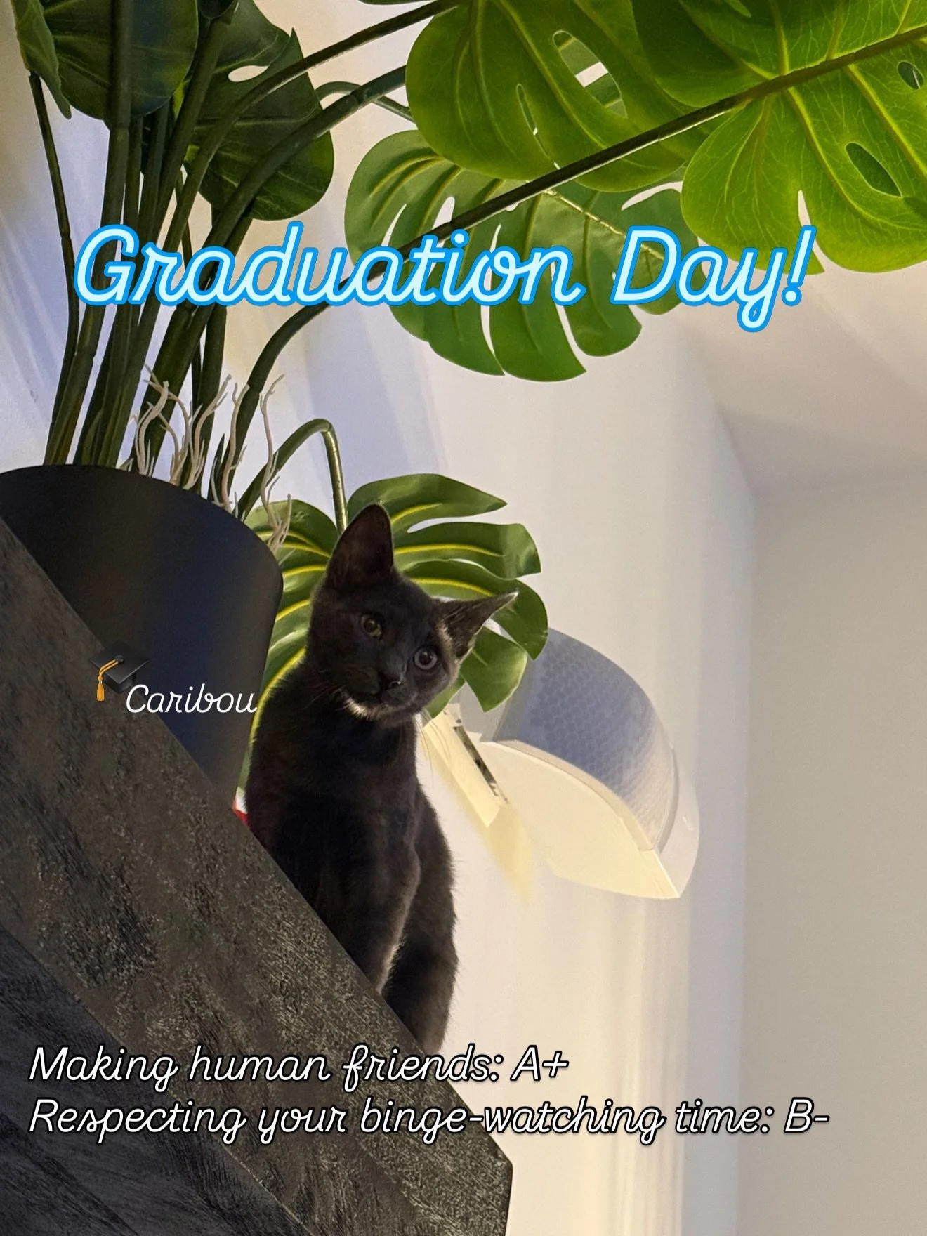 Caribou, The Blair Witch, and Dwayne have been putting in the work mastering their social skills at @putitonmytabbies Finishing School for Kittens and their grades are in!

Caribou may not be a Russian Blue, but she is a stunning silky grey overachie