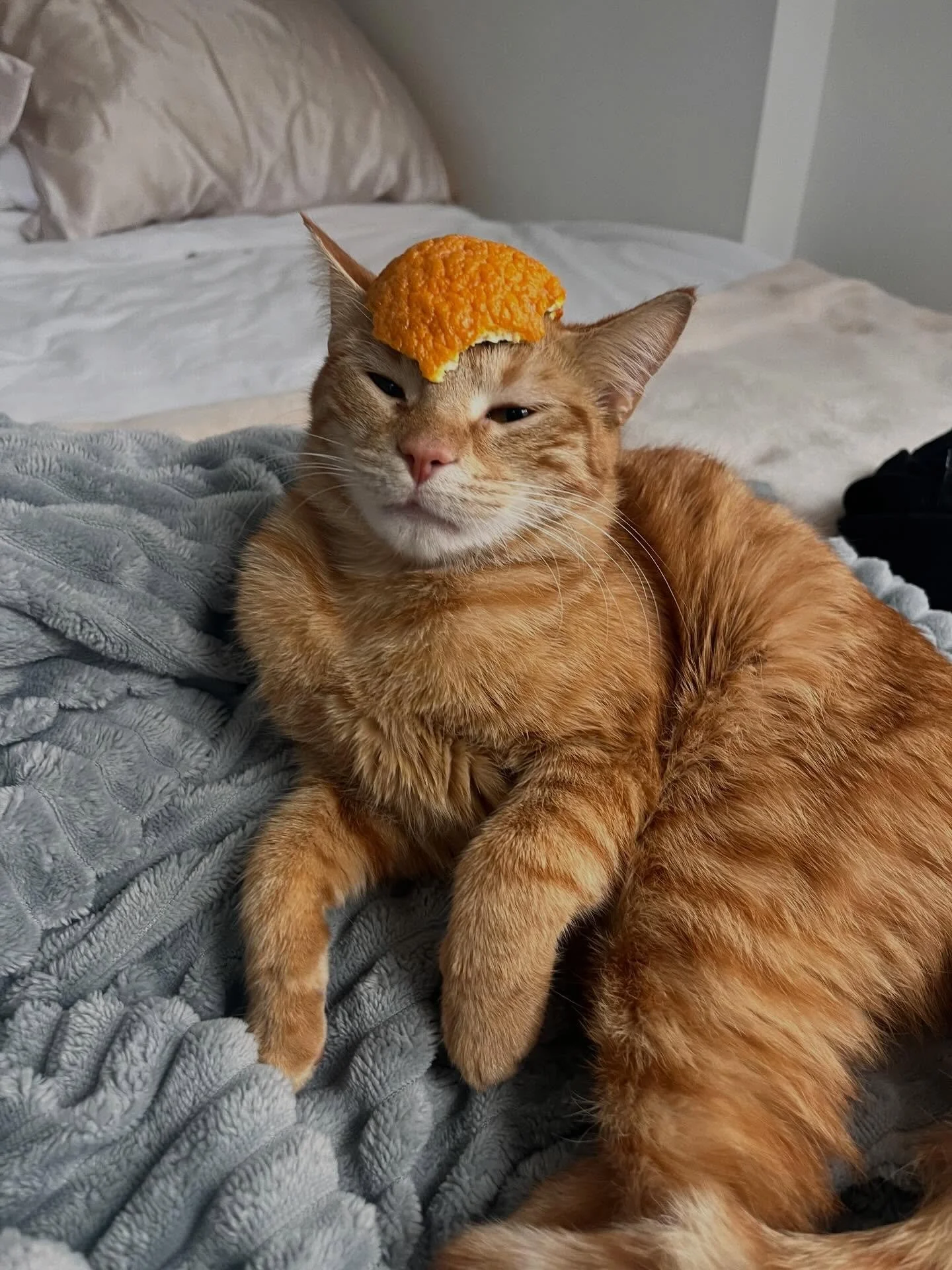 TastyKake 🐈

Life of the pawty. Lap cat. Busybody. An icon for the ages. 

Tastykake is around 8 months old and ready for a home. Likes cats, loves people!

Link to adoption application in our bio 🧡