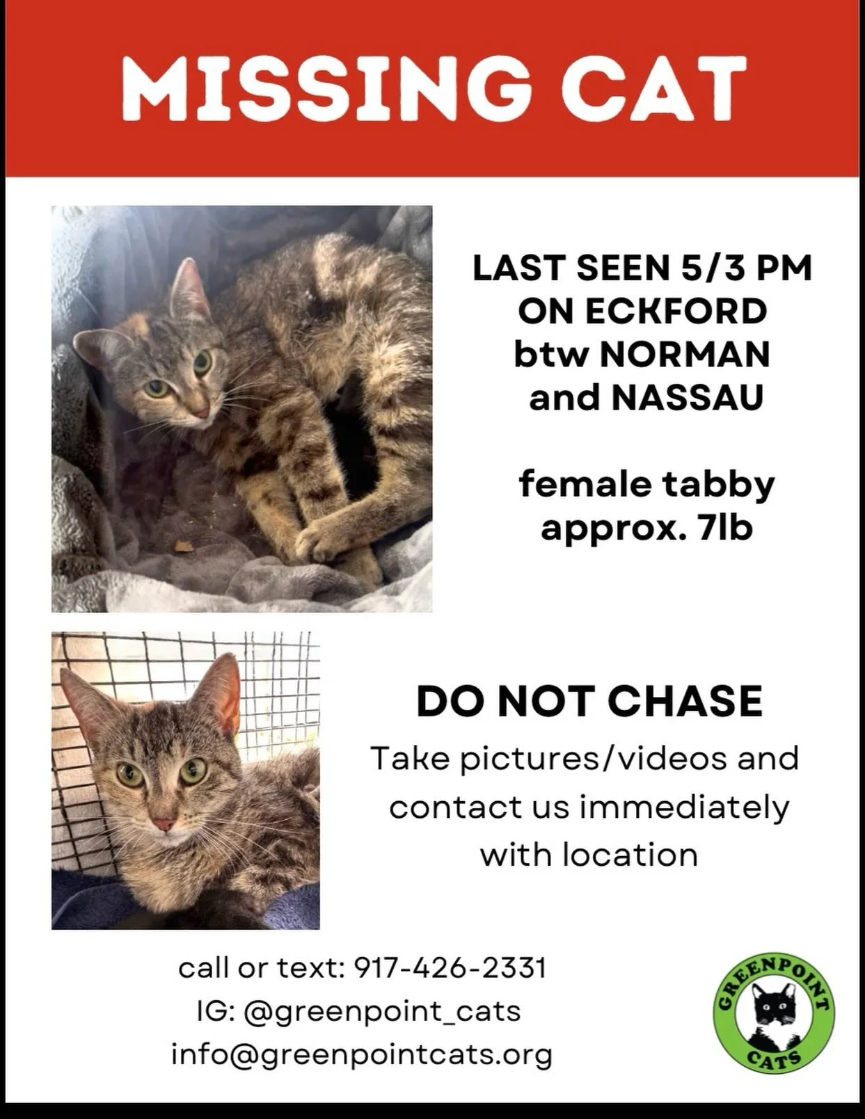 ‼️‼️‼️GREENPOINT! We need your help to find &ldquo;Oyster&rdquo; - a young female cat with tabby and tortoiseshell markings. She is friendly but shy - do not chase. 
Last seen on Eckford between Norman and Nassau. DM, TEXT, CALL, EMAIL if seen!