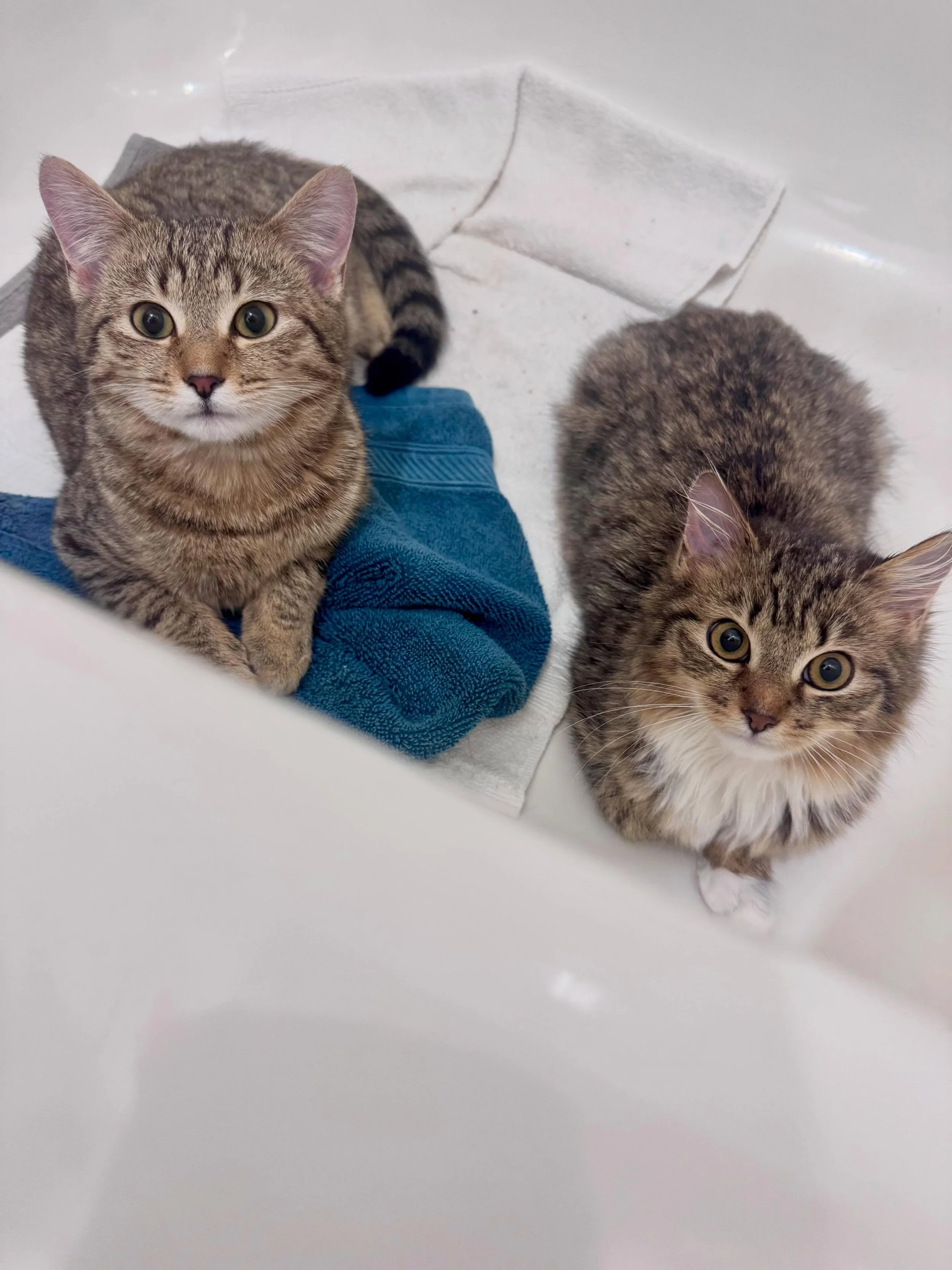 Clam Chowder and Broccoli Cheddar are two sisters with two very different futures. 

Rescued right before a snowstorm with their mama, French Onion, these two six-month old tabbies were supposed to be on the same path on their way to forever homes.

