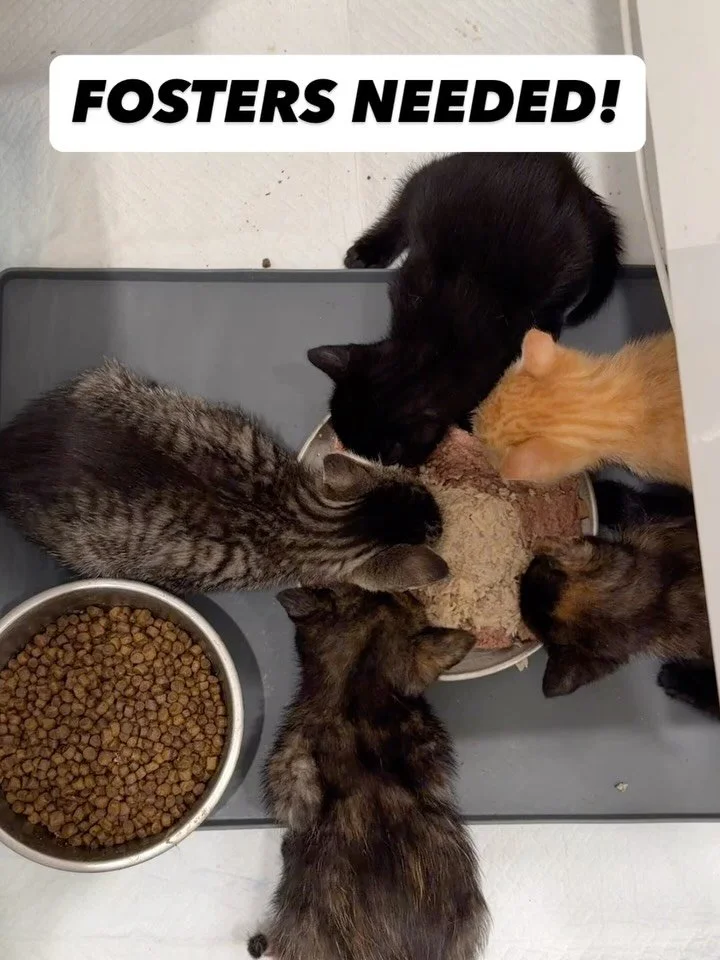FOSTERS NEEDED! 

The fish kittens - Guppy, Minnow, Tetra, Betta, and Mollie - are ready for foster homes, along with many other cats and kittens in our care !

More than anything, we need fosters who understand the level of commitment these cats req