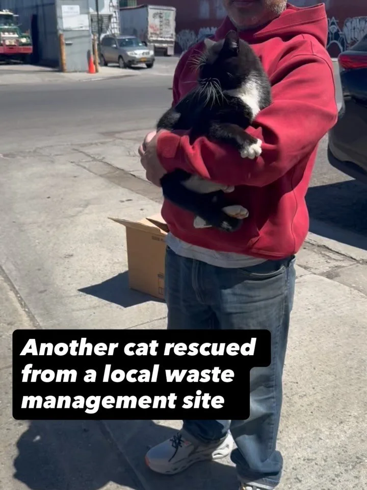 FOSTER NEEDED ASAP!!!

Today we heard about a friendly cat who had shown up at a local sanitation site - a place where far too many cats have shown up, seemingly abandoned. We rushed over immediately to get him. 

Our friends @greenpointvetcare saw h