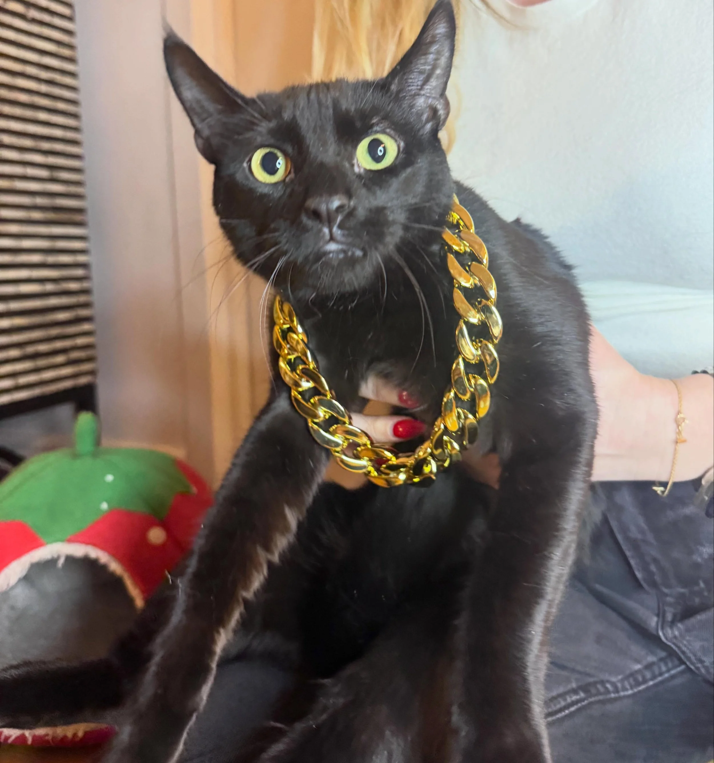 Dwayne the Rock Johnson has grown up to be the cat we raised him to be. 🖤 As a more sensitive young cat, he&rsquo;s been feeling overlooked by adopters so we had a little photoshoot with his foster @putitonmytabbies so to make sure his dating profil