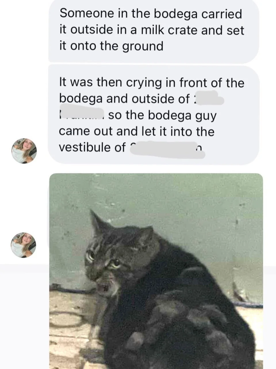 Another dumped bodega cat. 

This time, a terrified cat with matted fur left in a milk crate on the sidewalk. She cried outside the bodega until she was finally let into the vestibule of a neighboring building. 

After securing her in a carrier, we v
