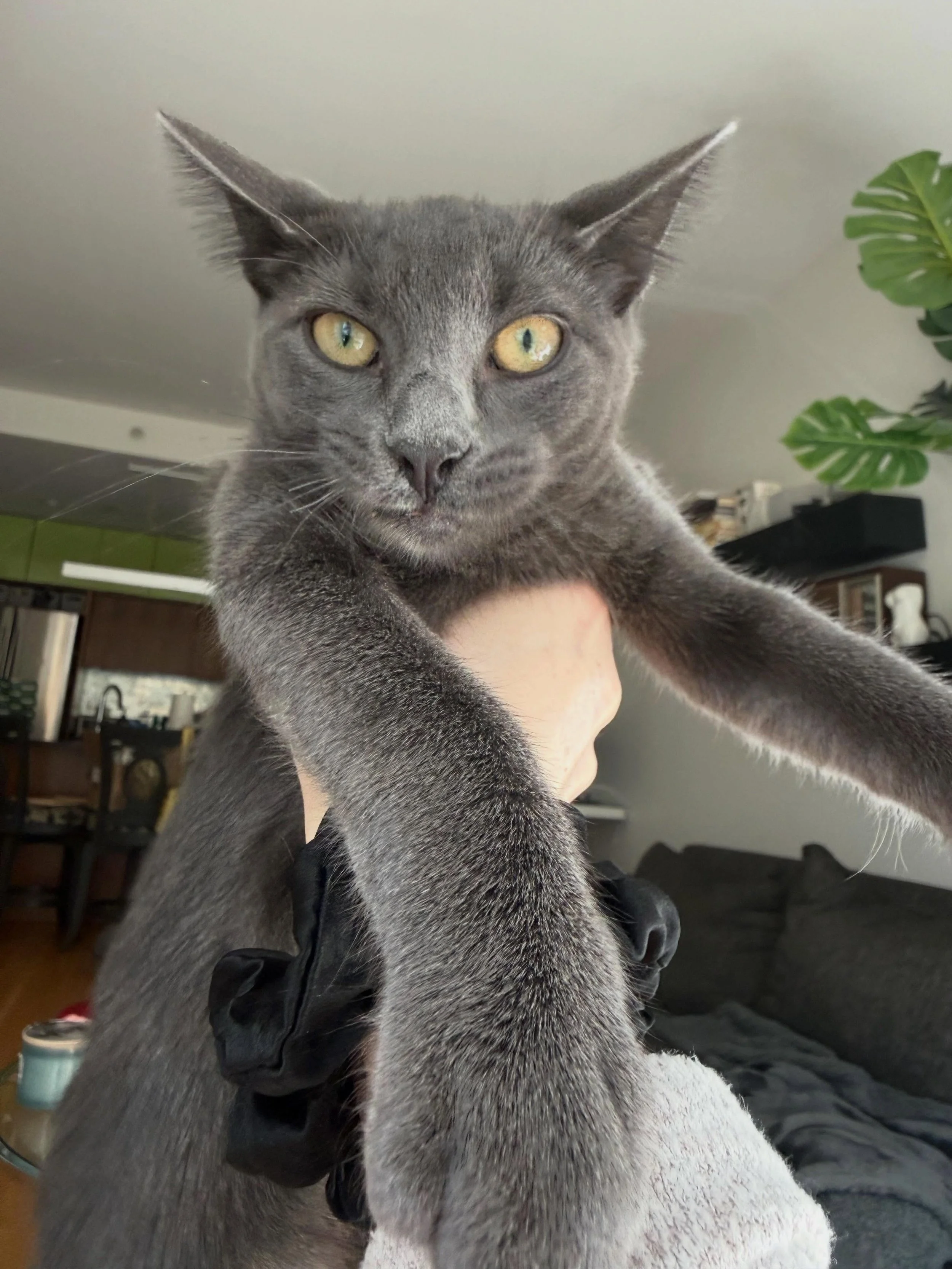 Could this very gray Memorial Day weekend be a SIGN to adopt a very gray cat?! Look no further - we have some stunning gray kittens and cats for you!

Here we&rsquo;ve featured:

🩶The Blair Witch (male) - 4 months 
🩶Caribou (female) - 4.5 months 
Y