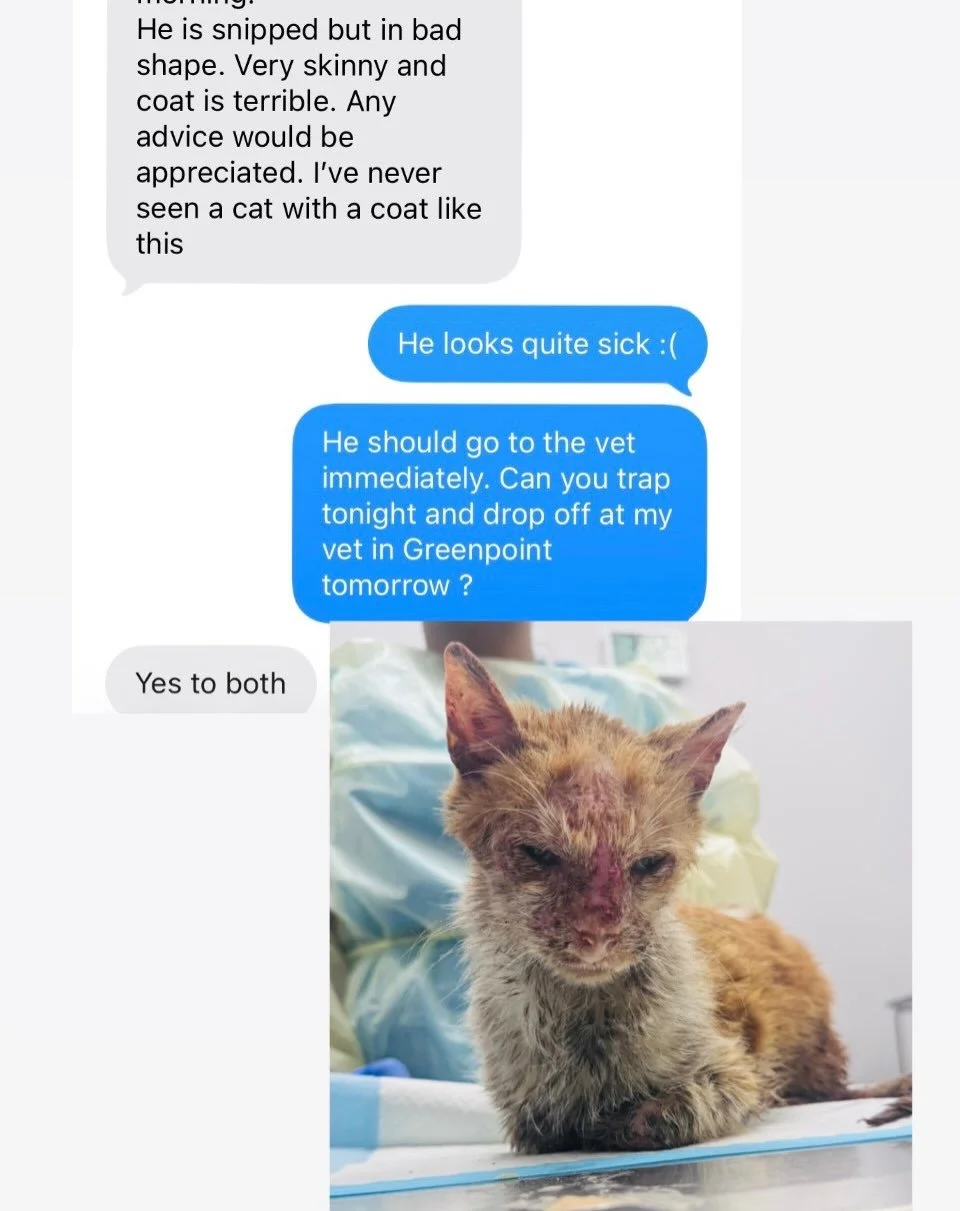 This is not the sad post I planned for today- because less than 24 hours after saying goodbye to one cat, we were saying goodbye to another: Orion. 💔 

By the time Orion came to us today, he was emaciated, covered in feces, severely congested, and h
