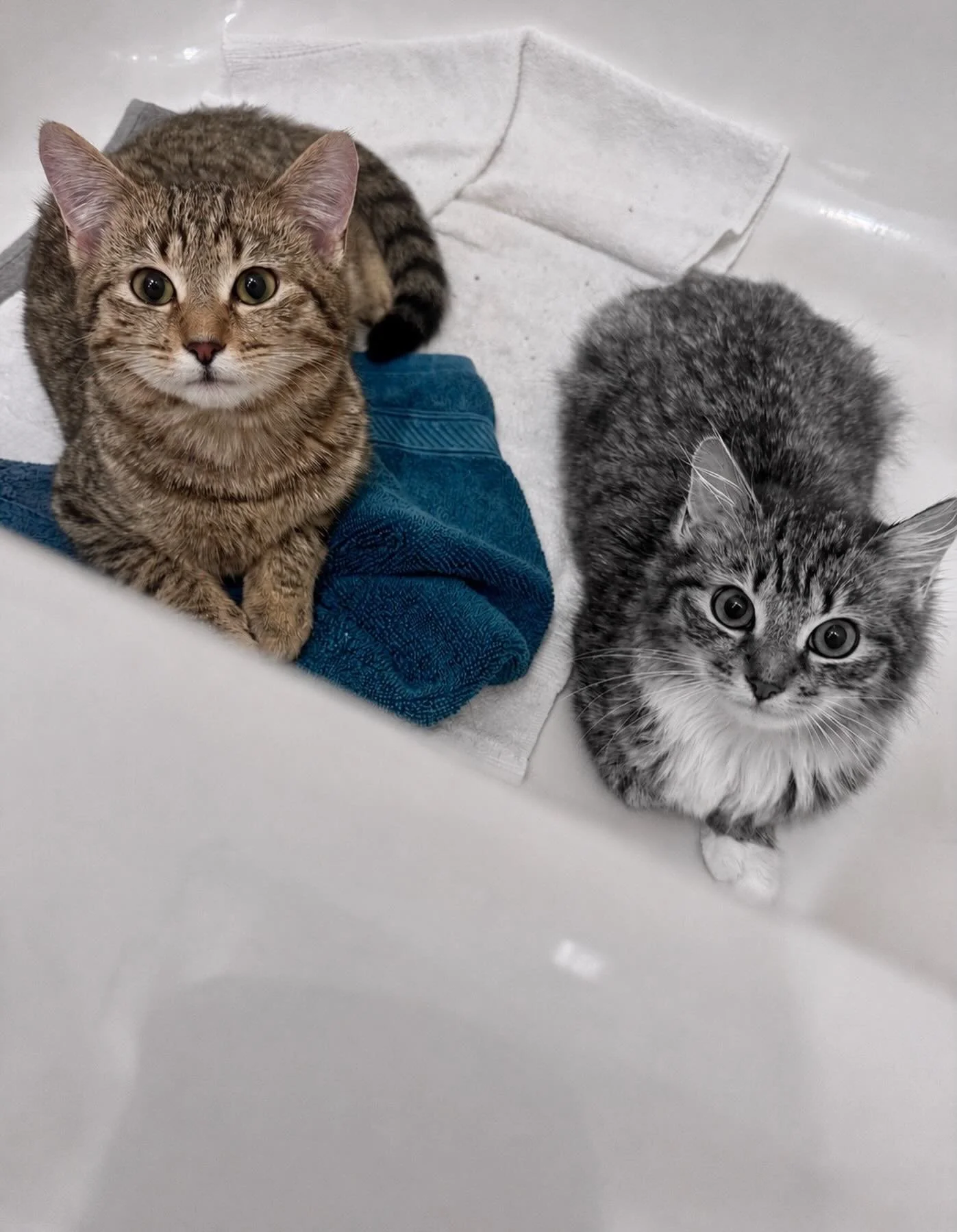 Last week we said goodbye to Clam Chowder and it&rsquo;s time we shared our heartbreak. 

She was only seven months old. There is no way to explain the loss to her sister, Broccoli Cheddar, who was left behind. 

Three months ago, we learned that Cla