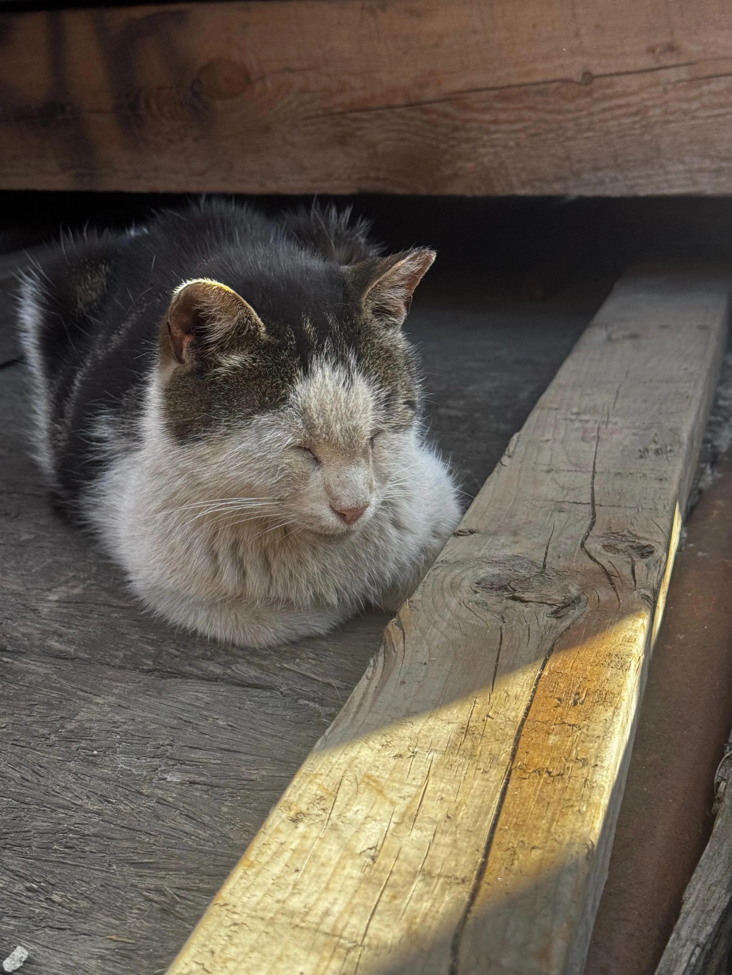 Winston (tabby and white) and Gochen (tabby) are senior community cats who are both facing uncertain futures.

Winston comes from a Greenpoint cat colony where the cats are now all getting to the age where medical supervision and intervention is unav