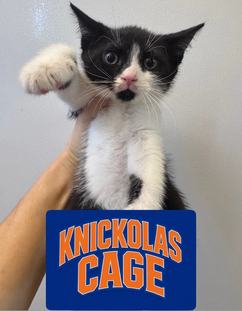 Just in the Knick 🏀 of time &hellip; please meet our newest rookies : Knickolas Cage and Stevie Knicks! 

This brother and sister may be small but they&rsquo;re ready for the big leagues and will be available soon for adoption !