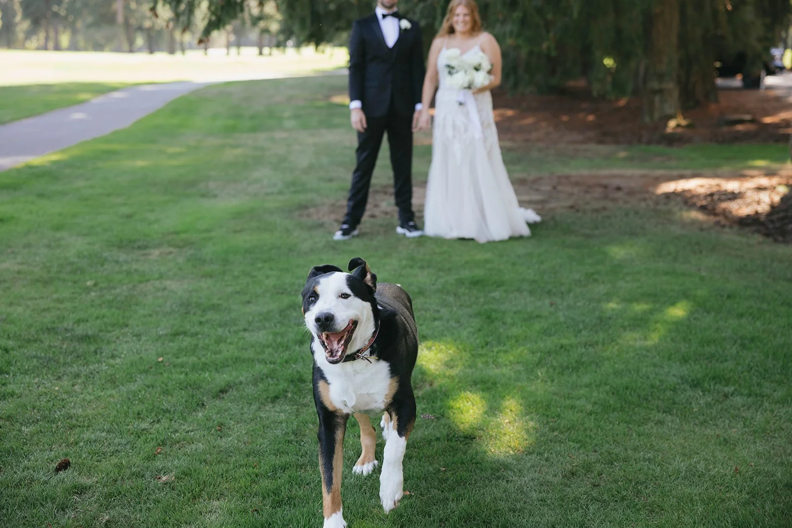 dog running to the photographer during wedding portraits