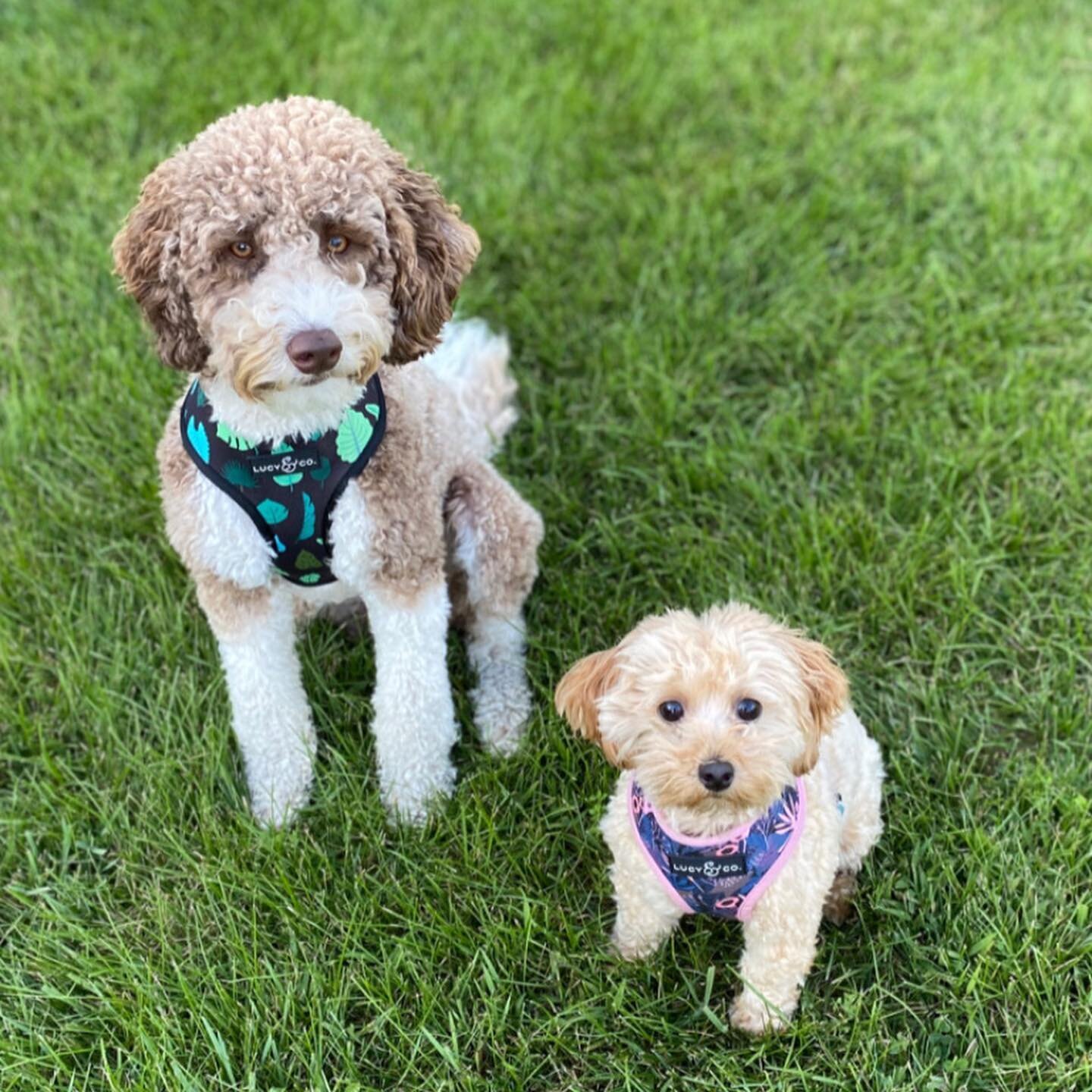 Shop Dogs, Ralph &amp; Emmie love their new @lucyand.co swag! 🌿🌸They get so excited when they see us bring out the leashes. 🐶This is the best time of year in Michigan for an evening walk with your favorite pooch!