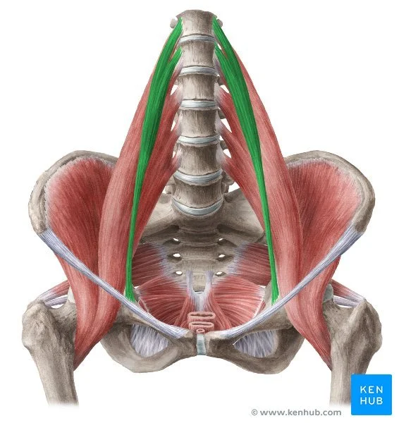 xNL96ARZBAzqTnRlKYGEw_Psoas_minor.png.jpeg