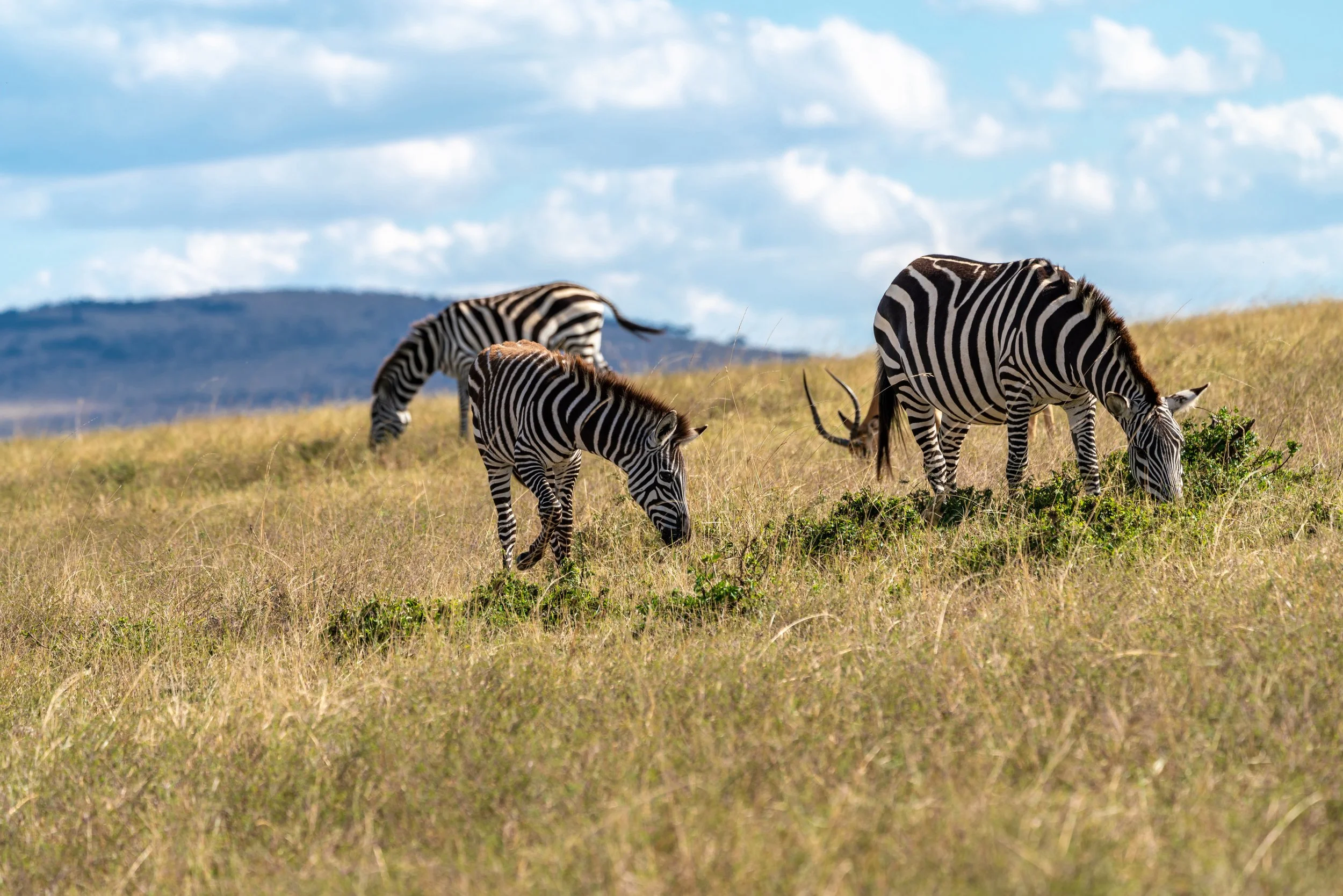 James Parren-08824-2.JPG