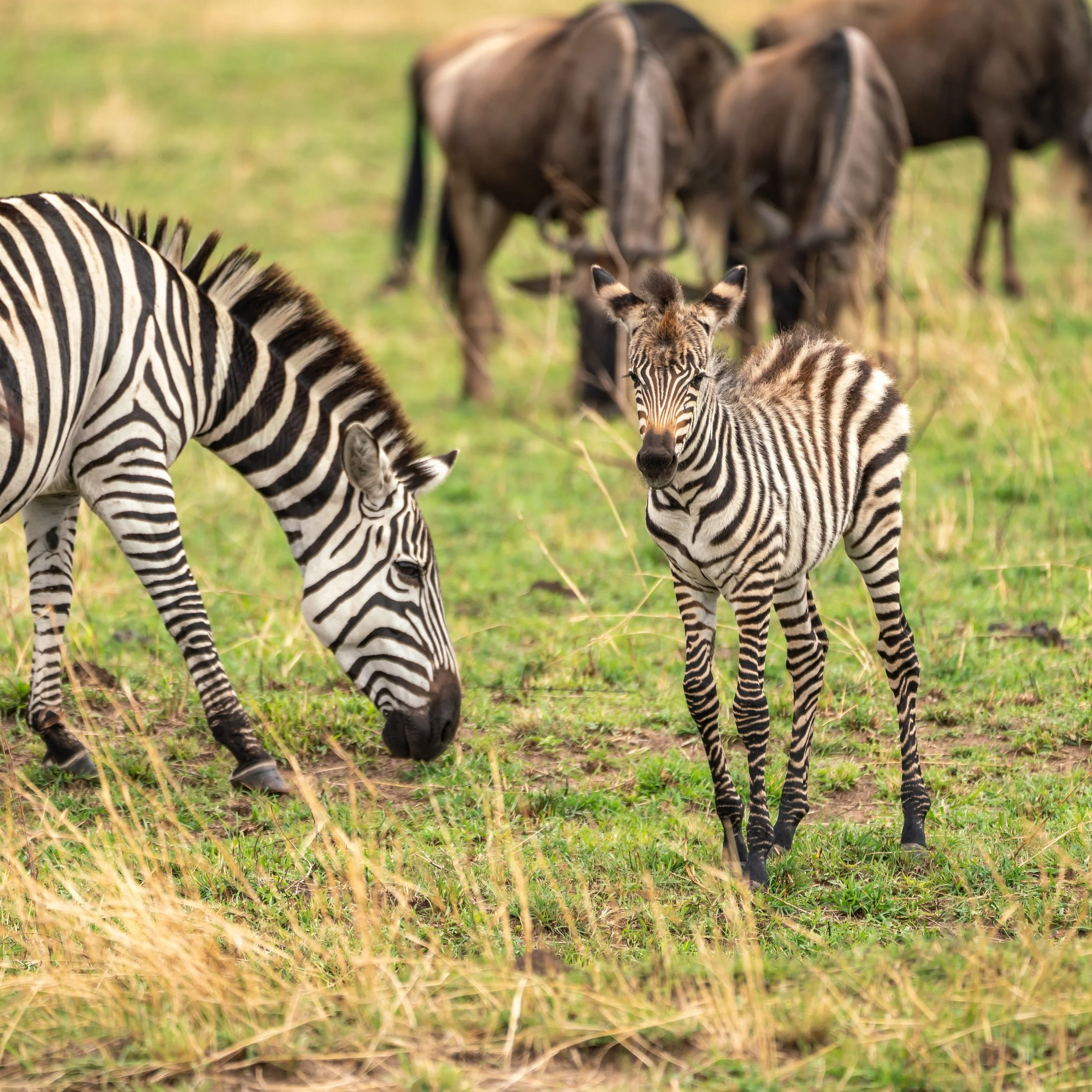 James Parren-08373-2.JPG