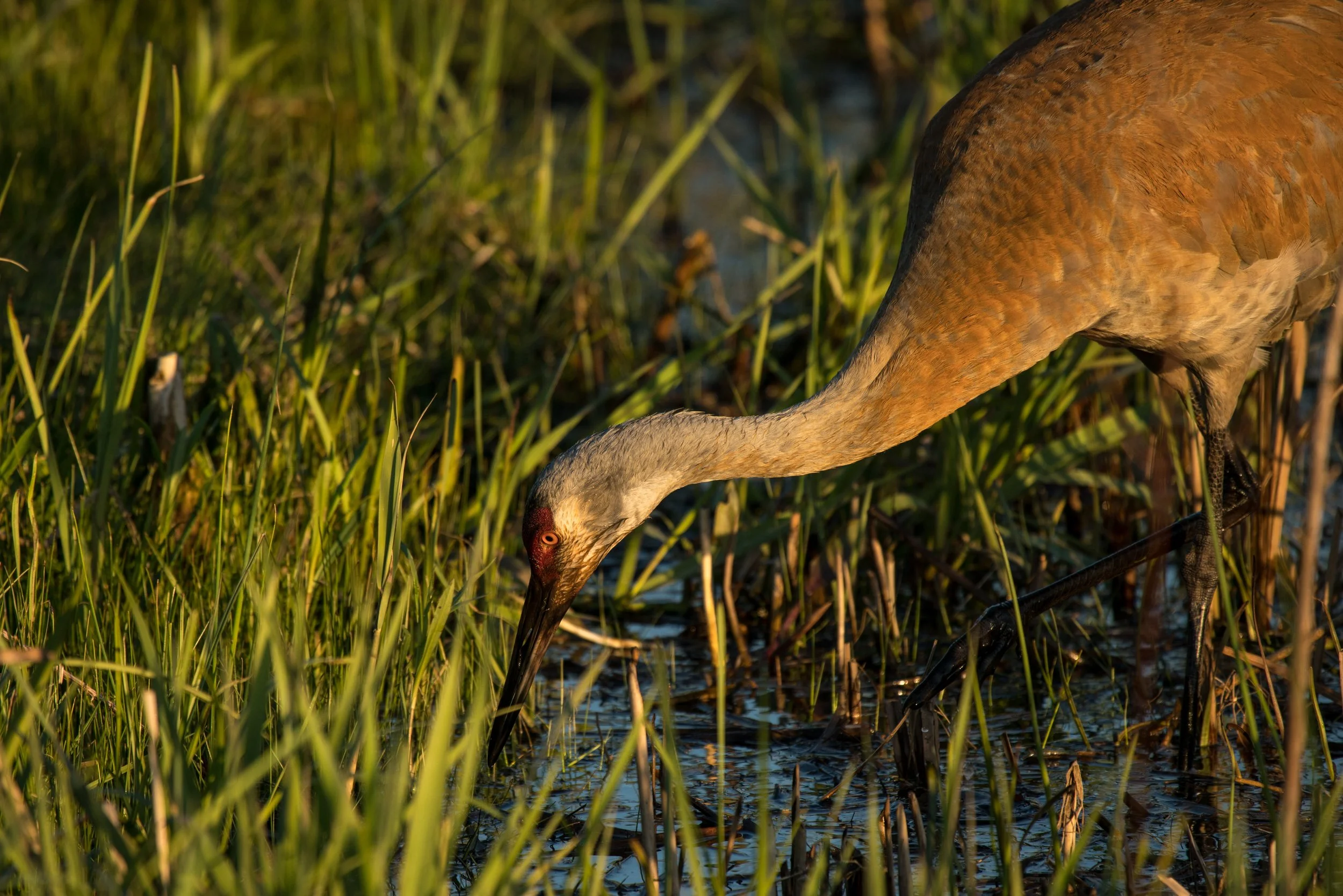 James Parren-05947-2.JPG