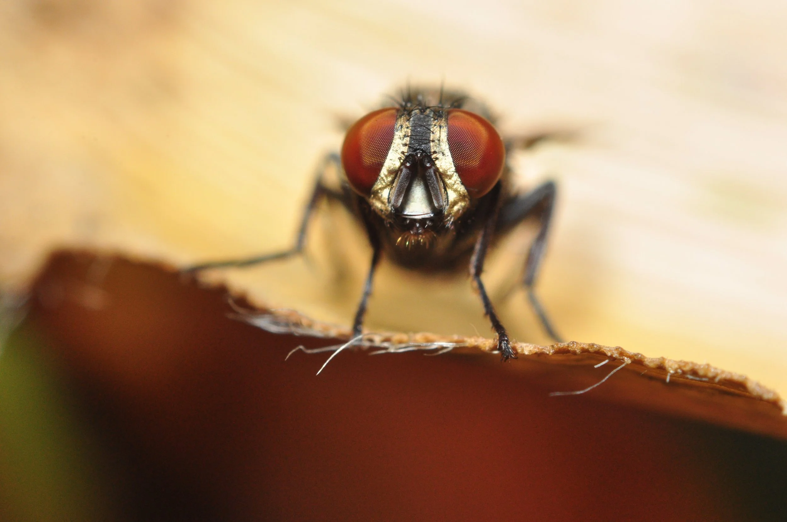 Photography Images for Video Display 035.JPG