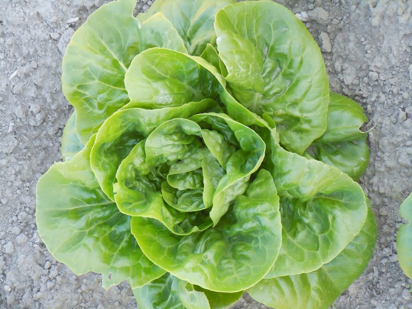Lettuce, Little Gem 082510.jpg