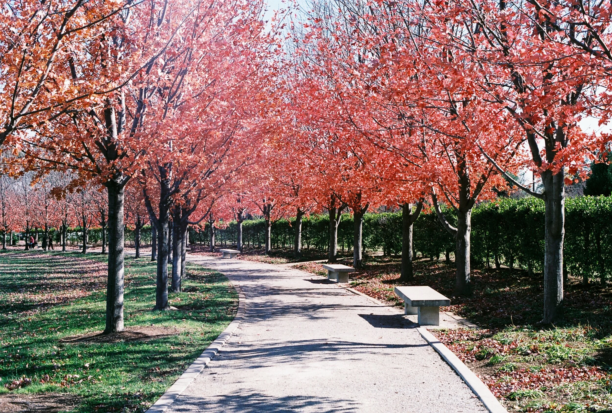 forestparkautumn.JPG