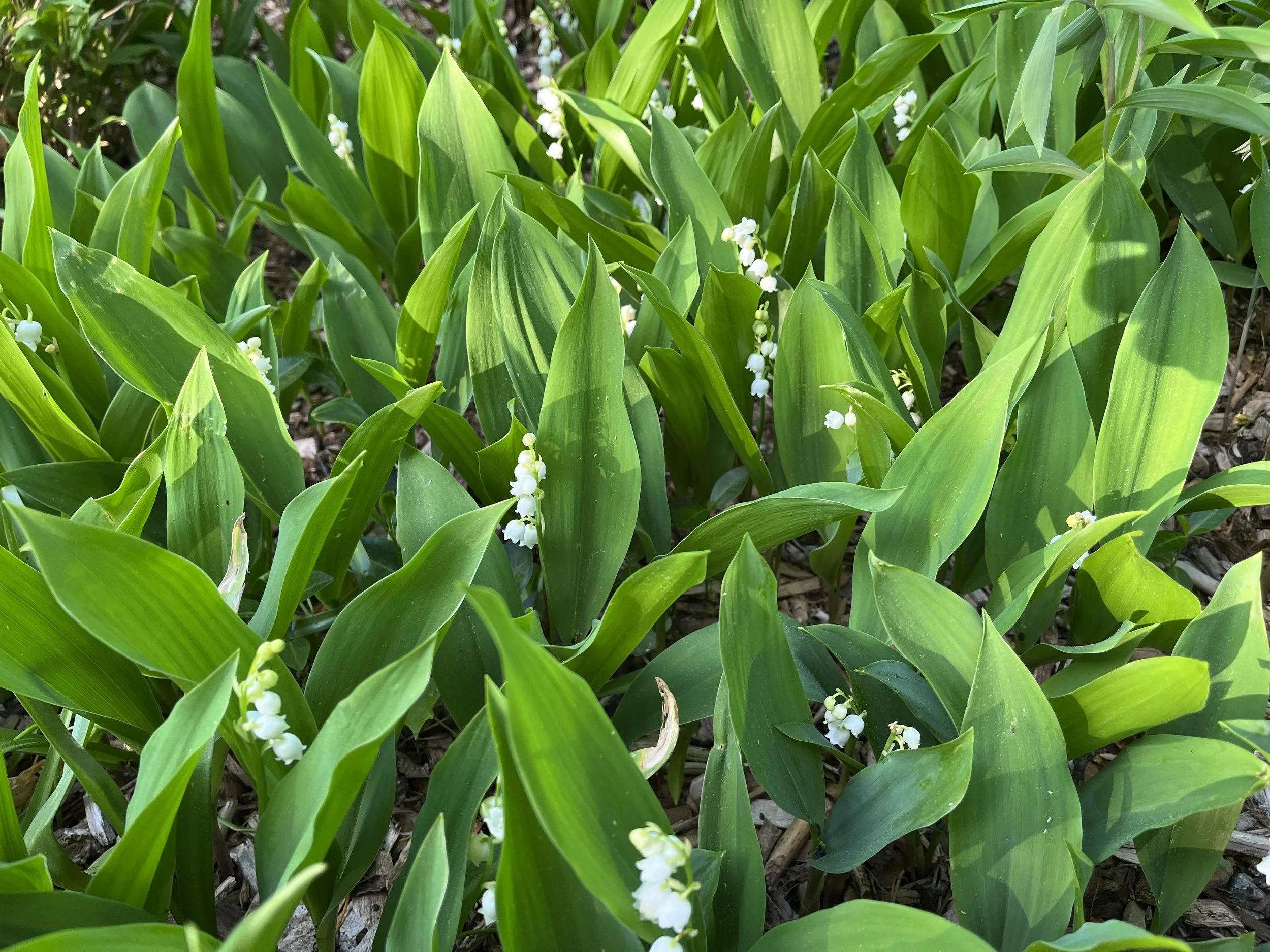 First Monday at Jordan Hall 