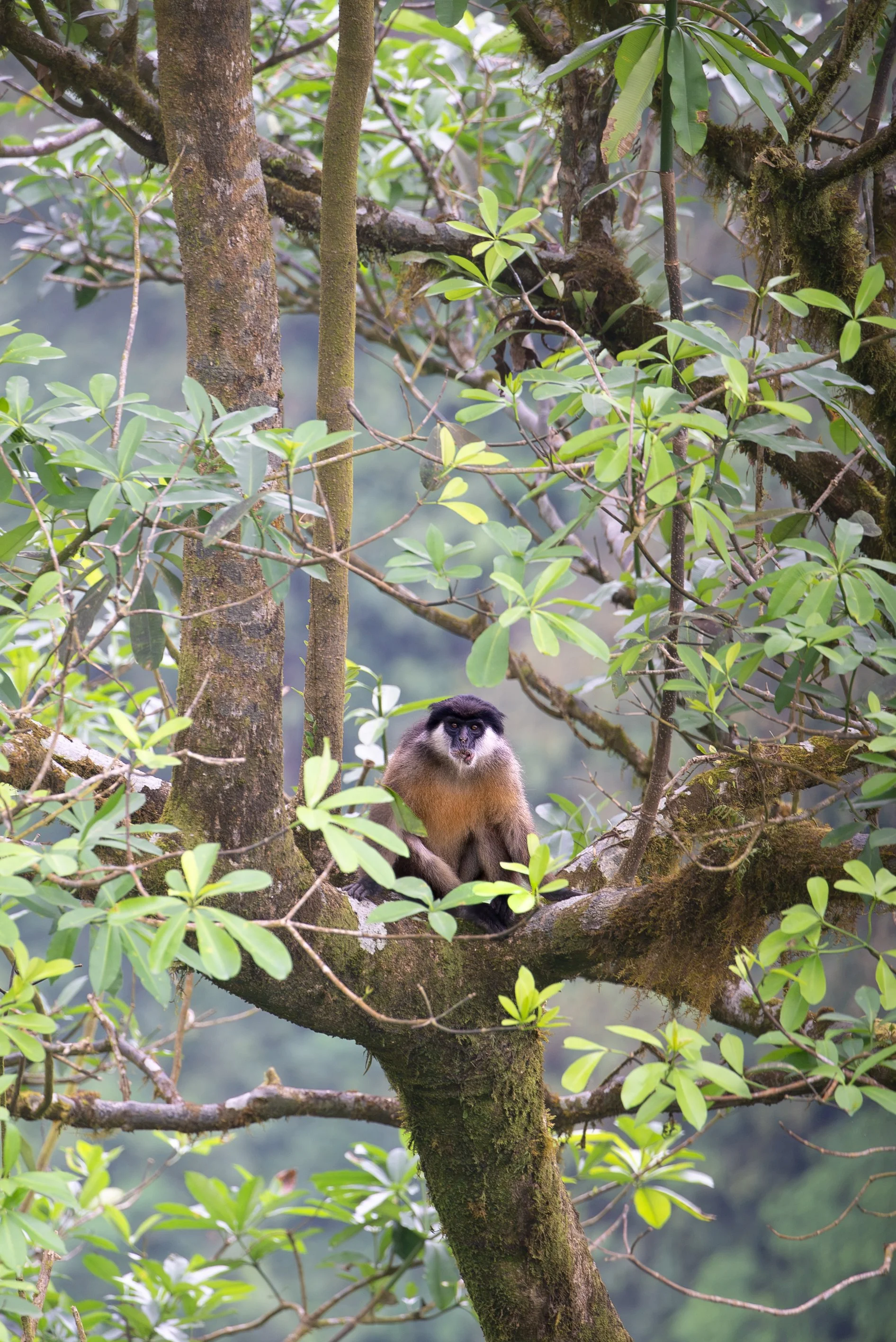 2026_Red_Colobus.jpg
