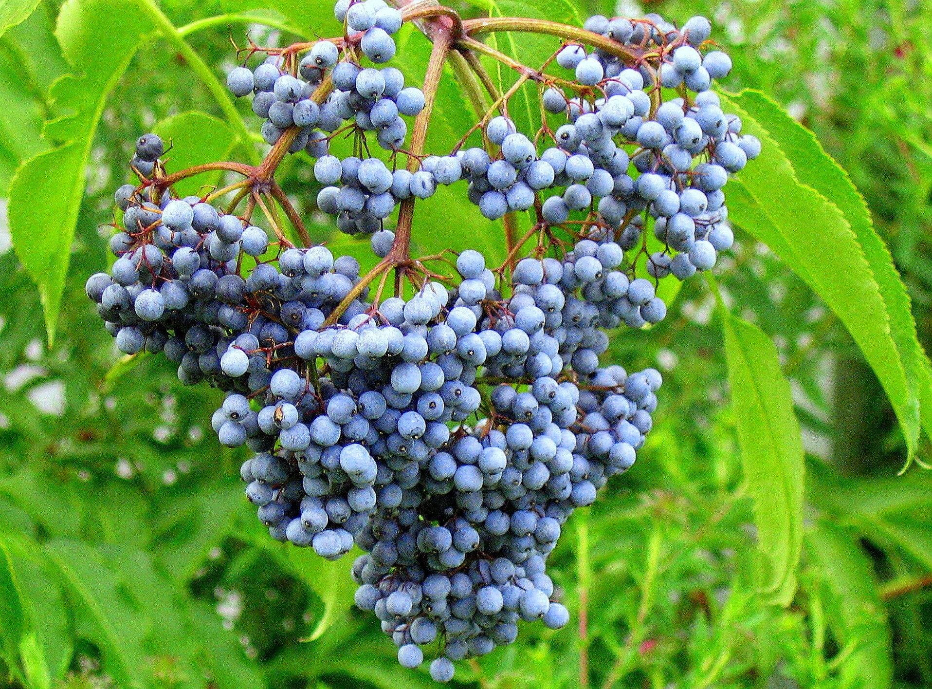 elderberries-blue.jpg