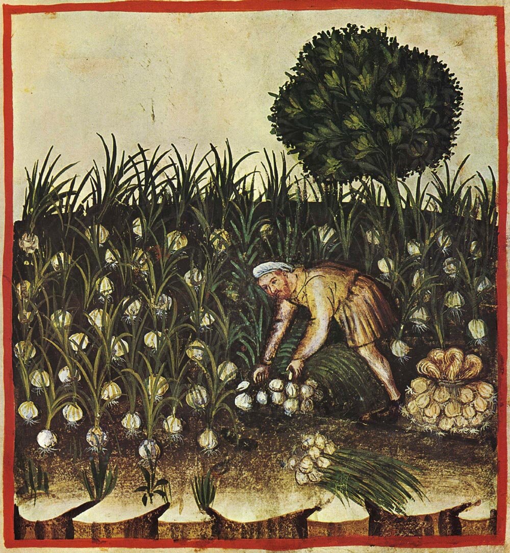 garlic harvest.jpg