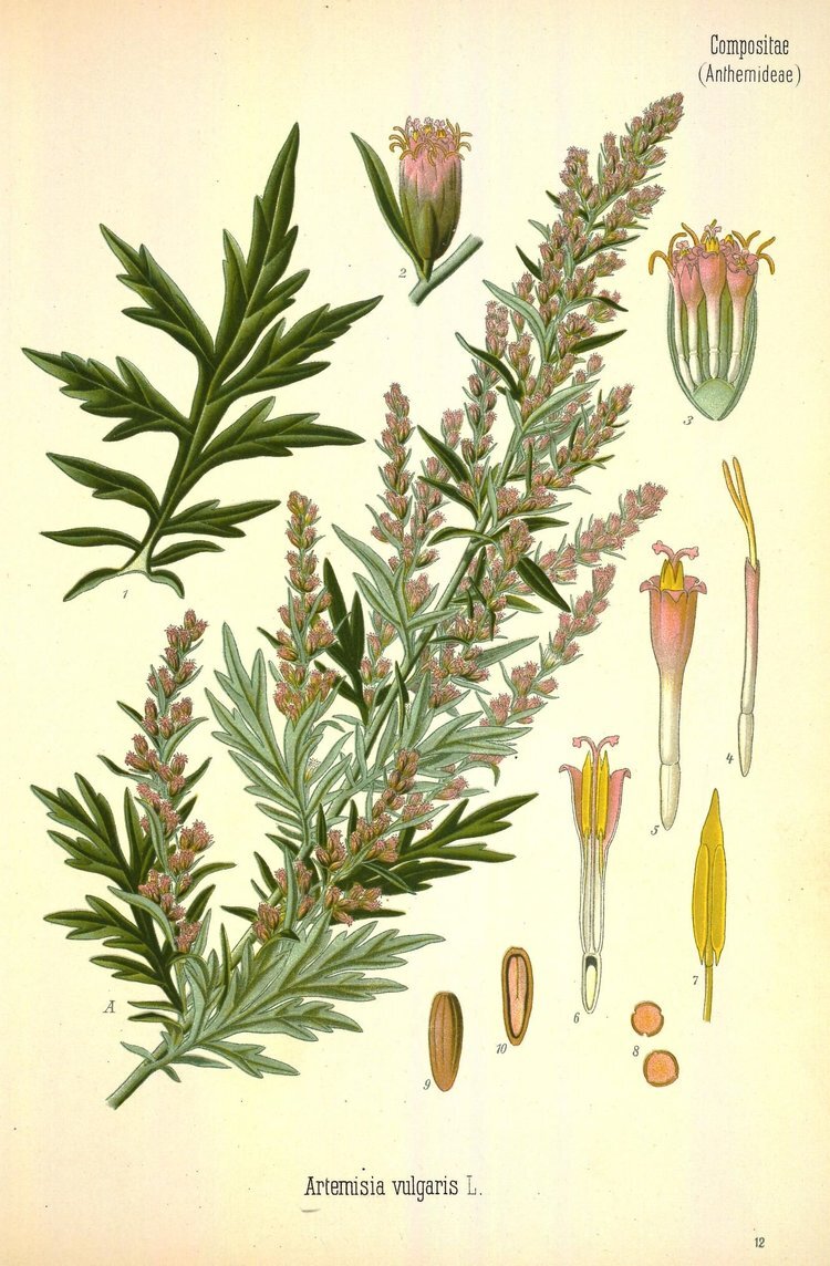 Mugwort Botanical 2.jpg