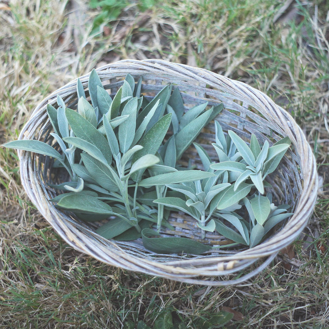 First_Aid_Basket_of_Sage.jpg