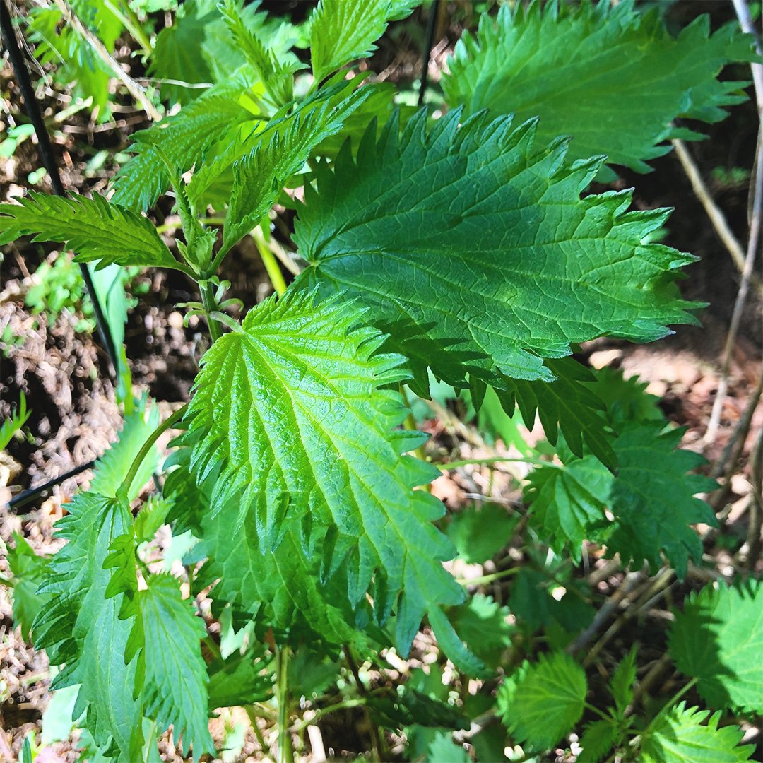 Nettle_Leaf_close.jpg