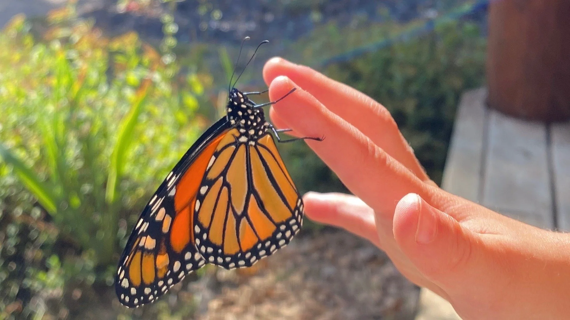 Monarchs, Milkweed, and Minnesota: A Fun Guide to Helping Our Butterflies
