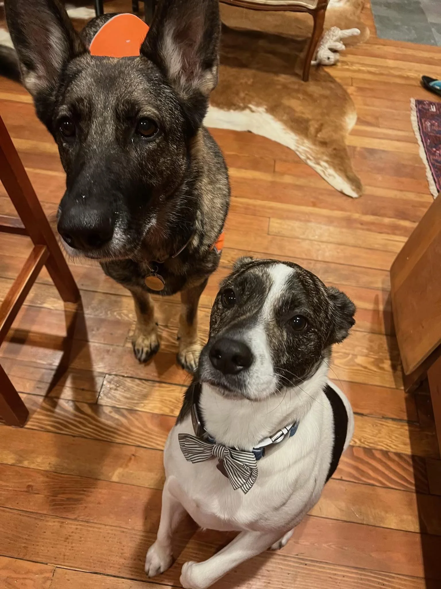 Bailey and Willy 01.jpg