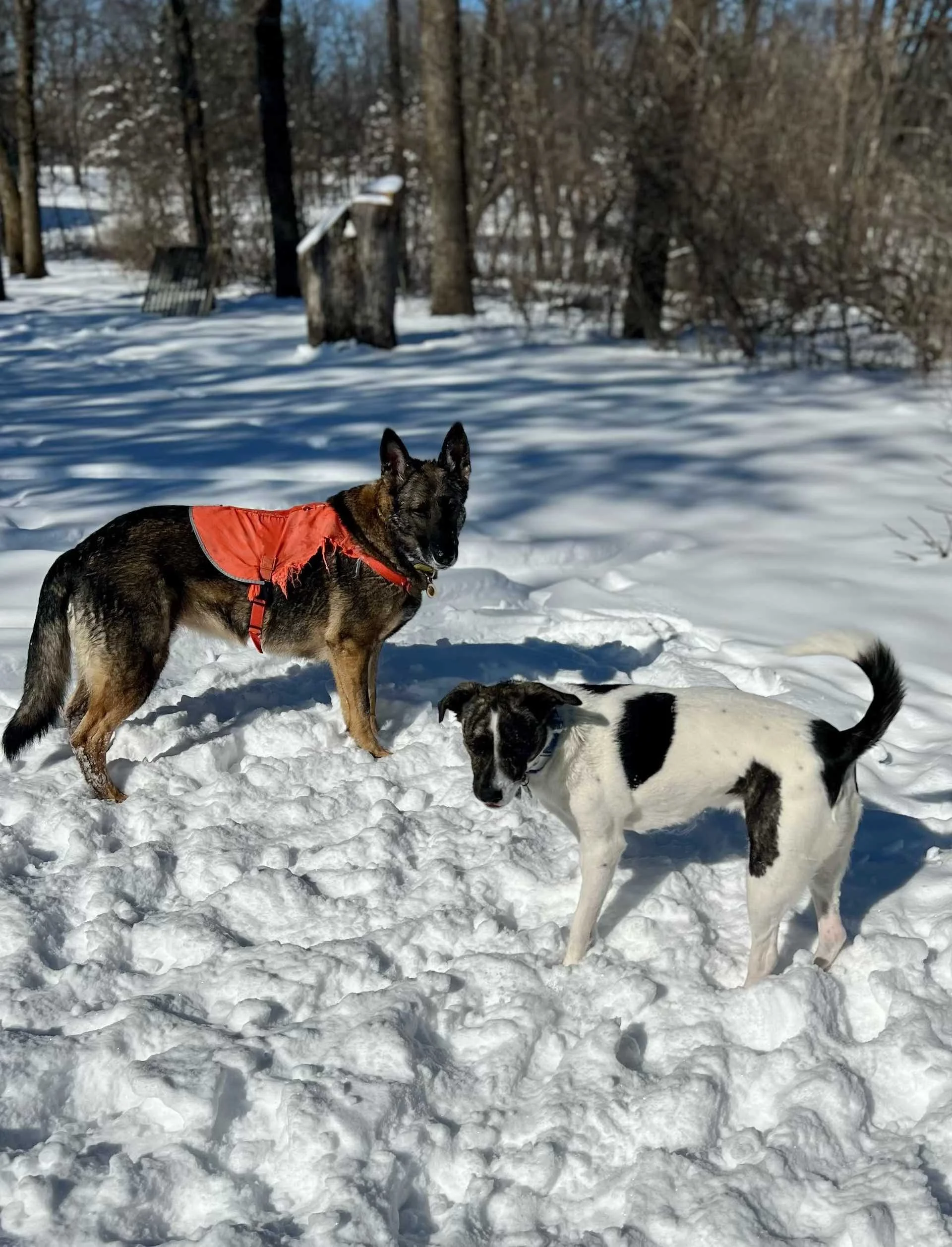 Bailey and Willy 03.jpg