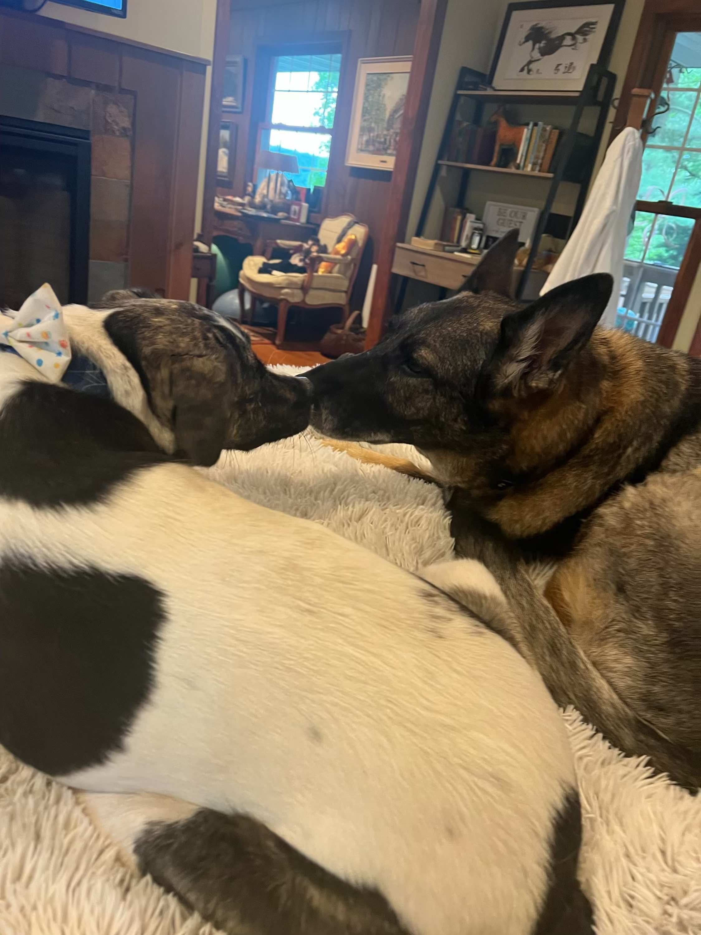 Bailey and Willy 05.jpg