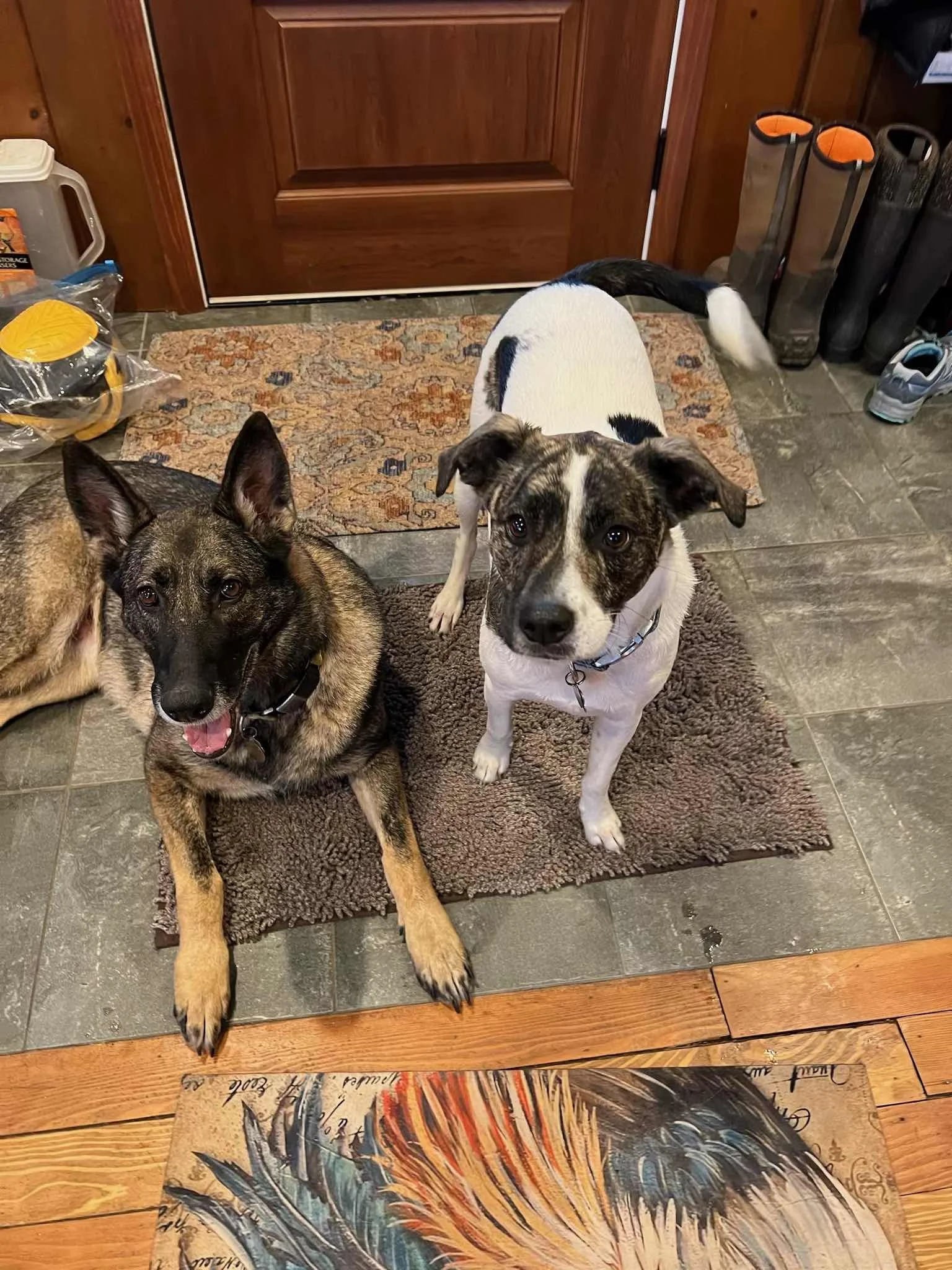 Bailey and Willy 06.jpg