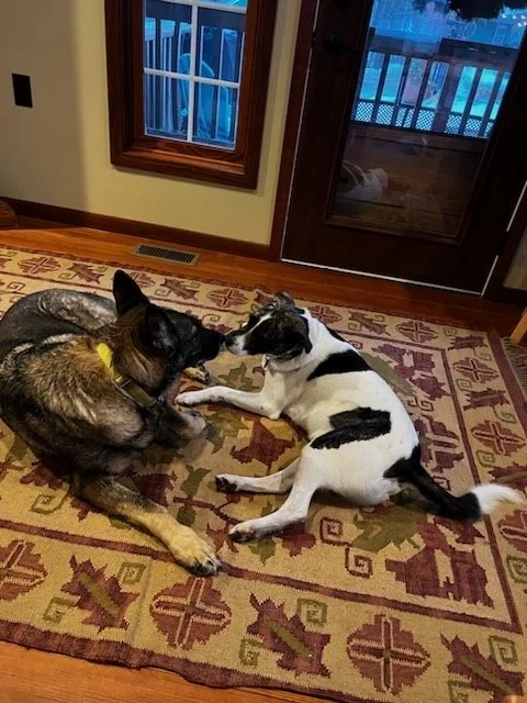 Bailey and Willy 10.jpg