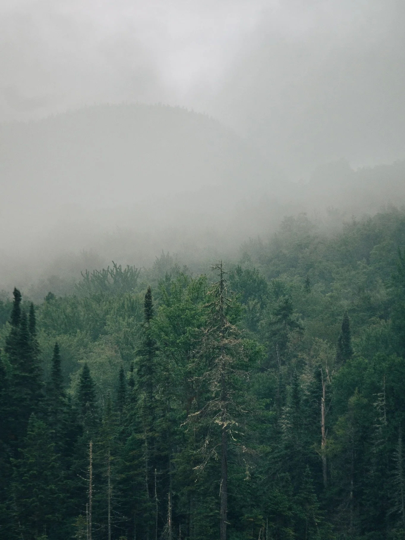 Rainy morning in July