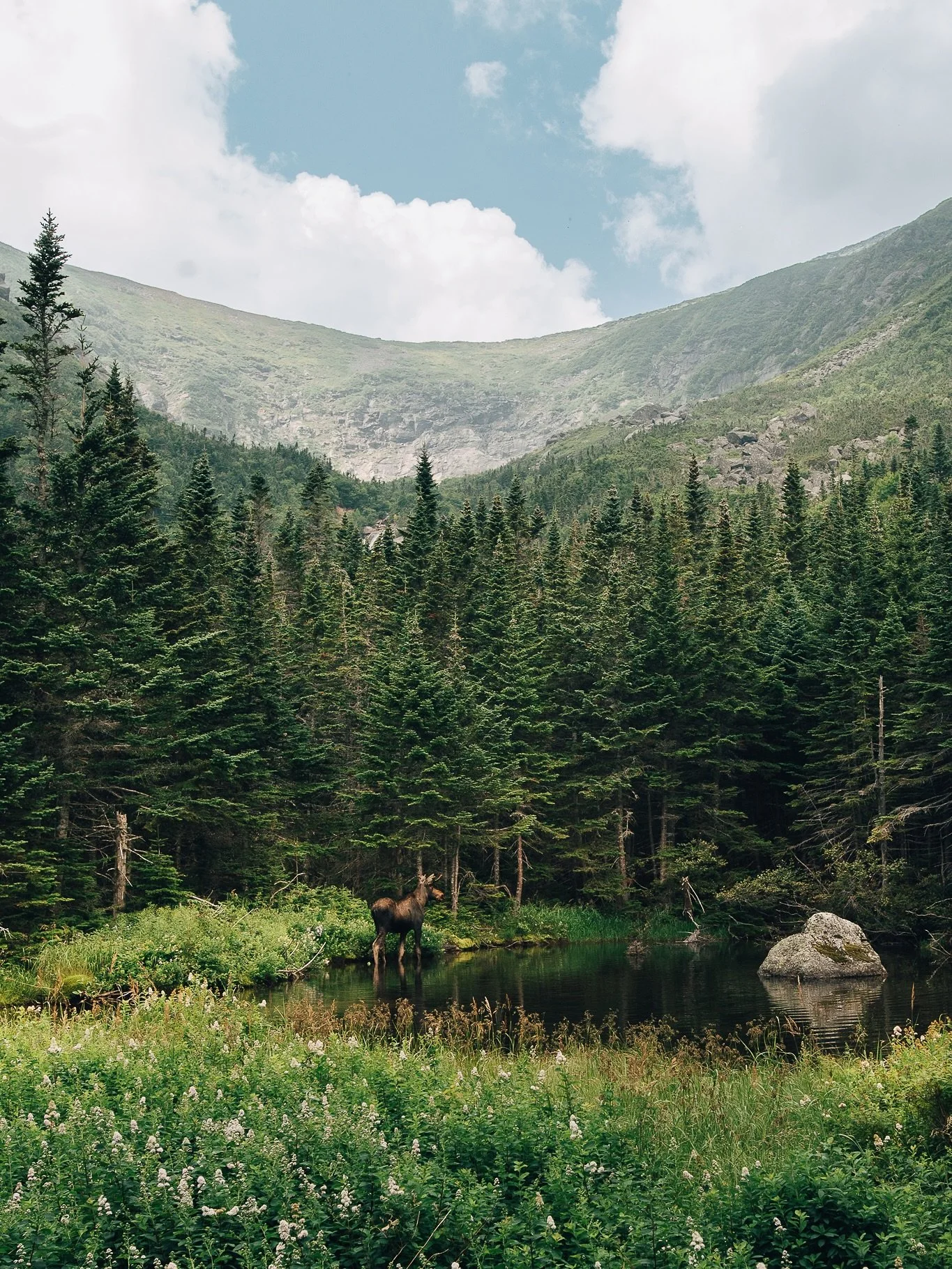 ICYMI: I saw a moose