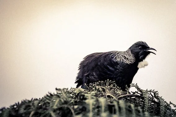Tui