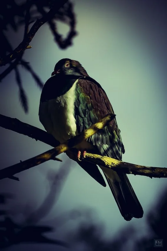 Kereru
