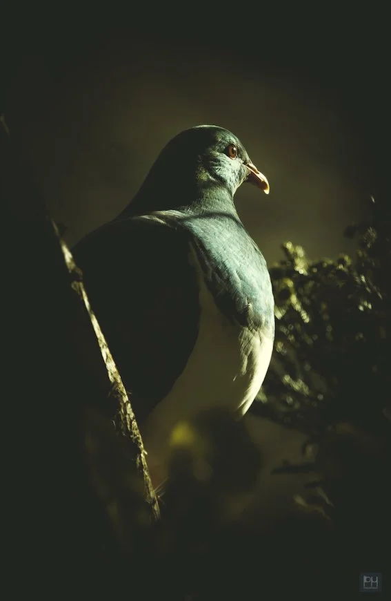 Sunrise Kereru