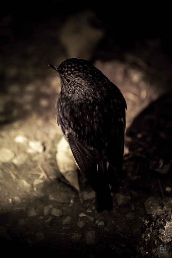 Robin 2